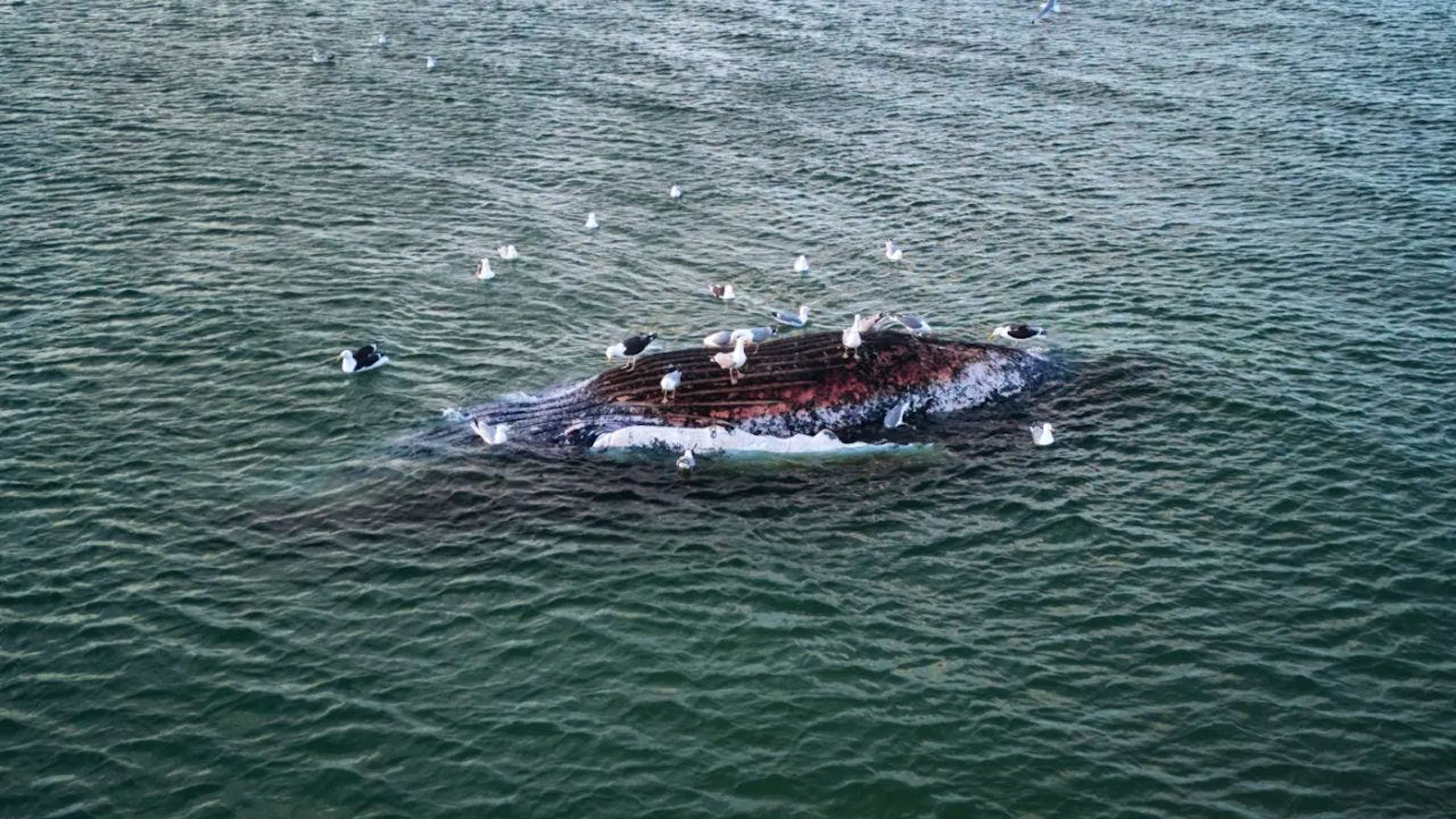Timmy endet als Symbol eines umstrittenen Rettungsversuchs