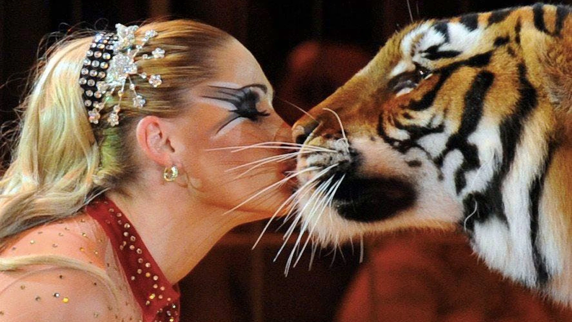 Grosskatze verletzt Senior – jetzt spricht die «Tigerkönigin»