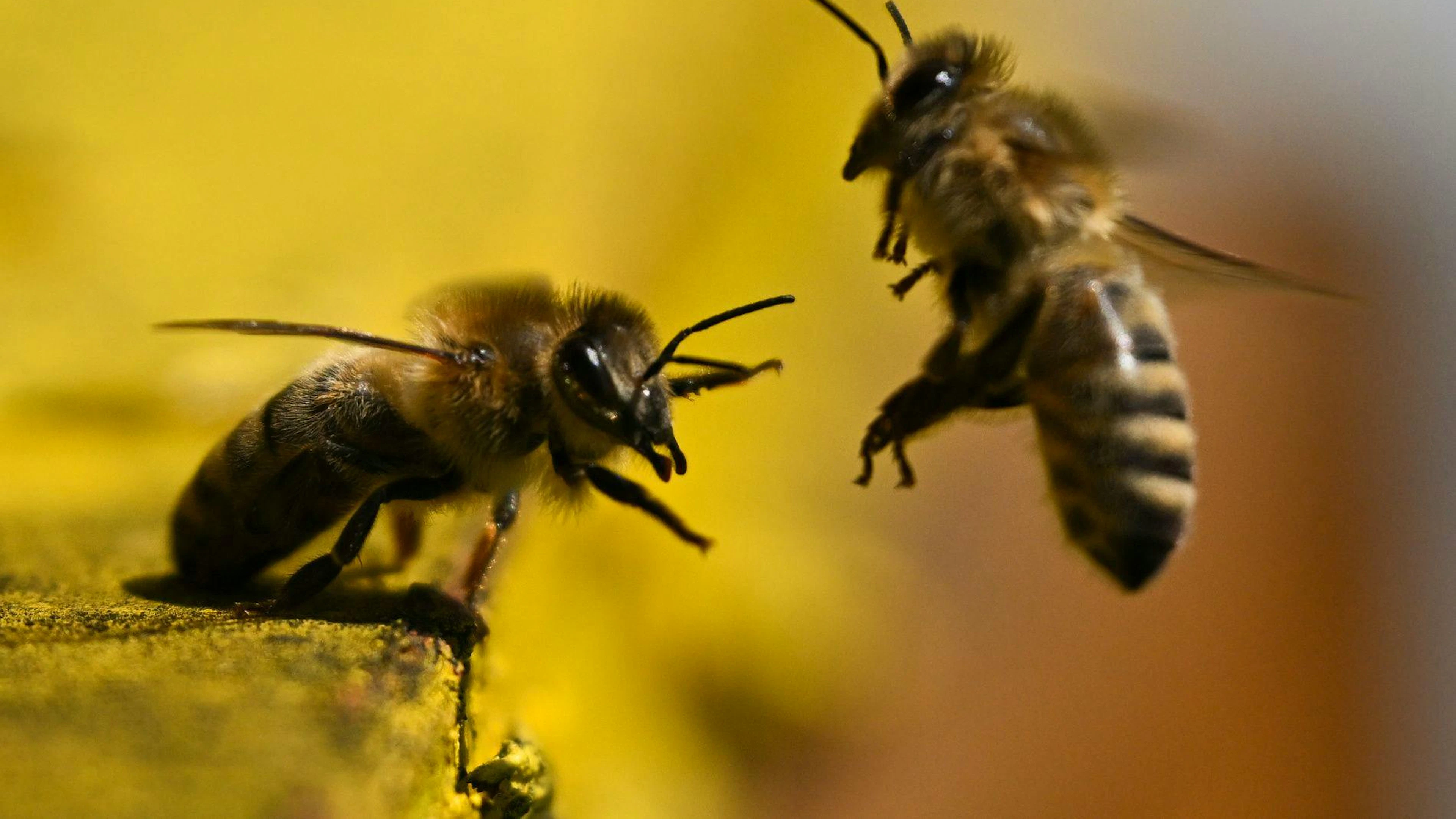 Schweizer Bienen verschwinden – jetzt soll die Verfassung helfen