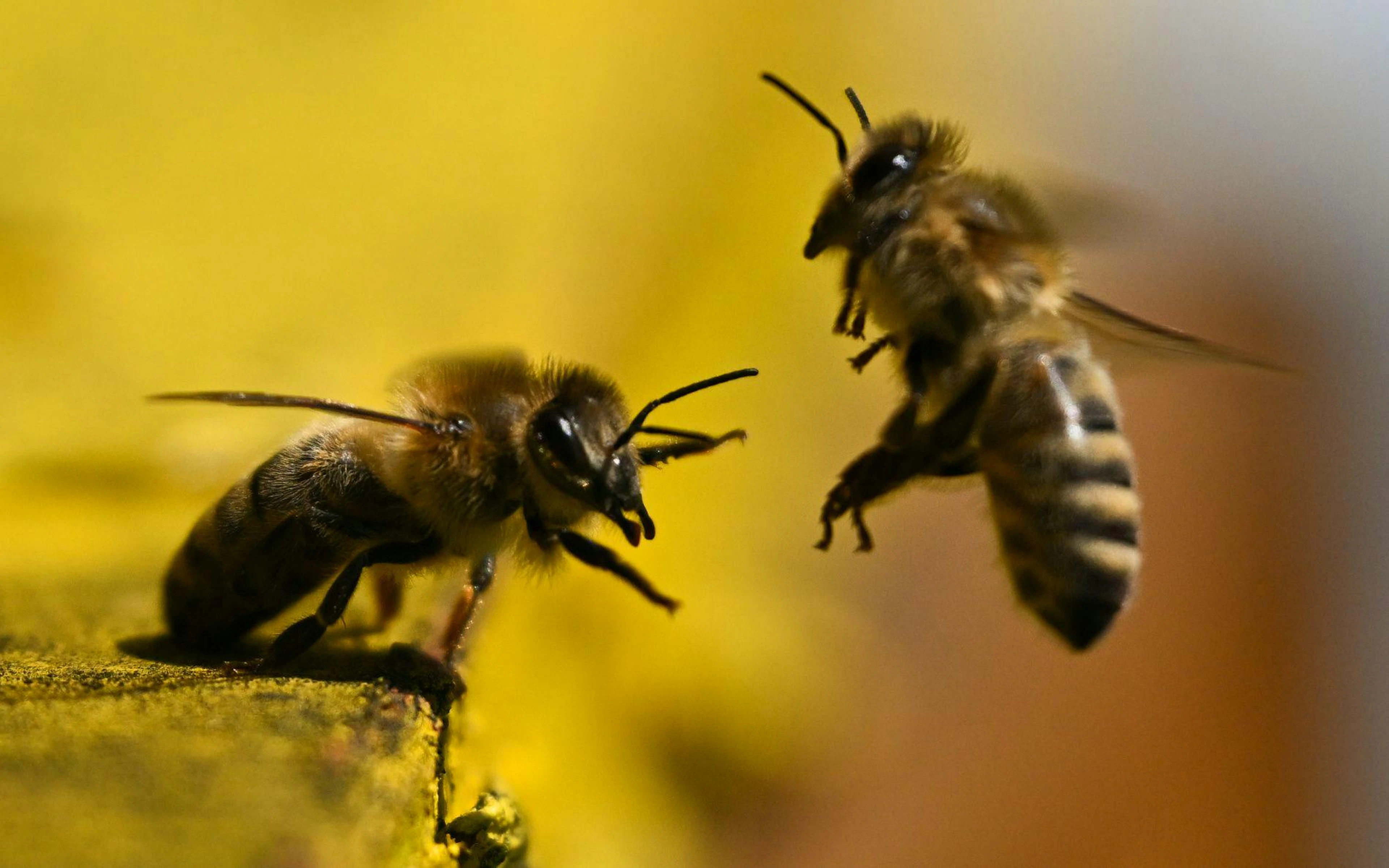 Schweizer Bienen verschwinden – jetzt soll die Verfassung helfen