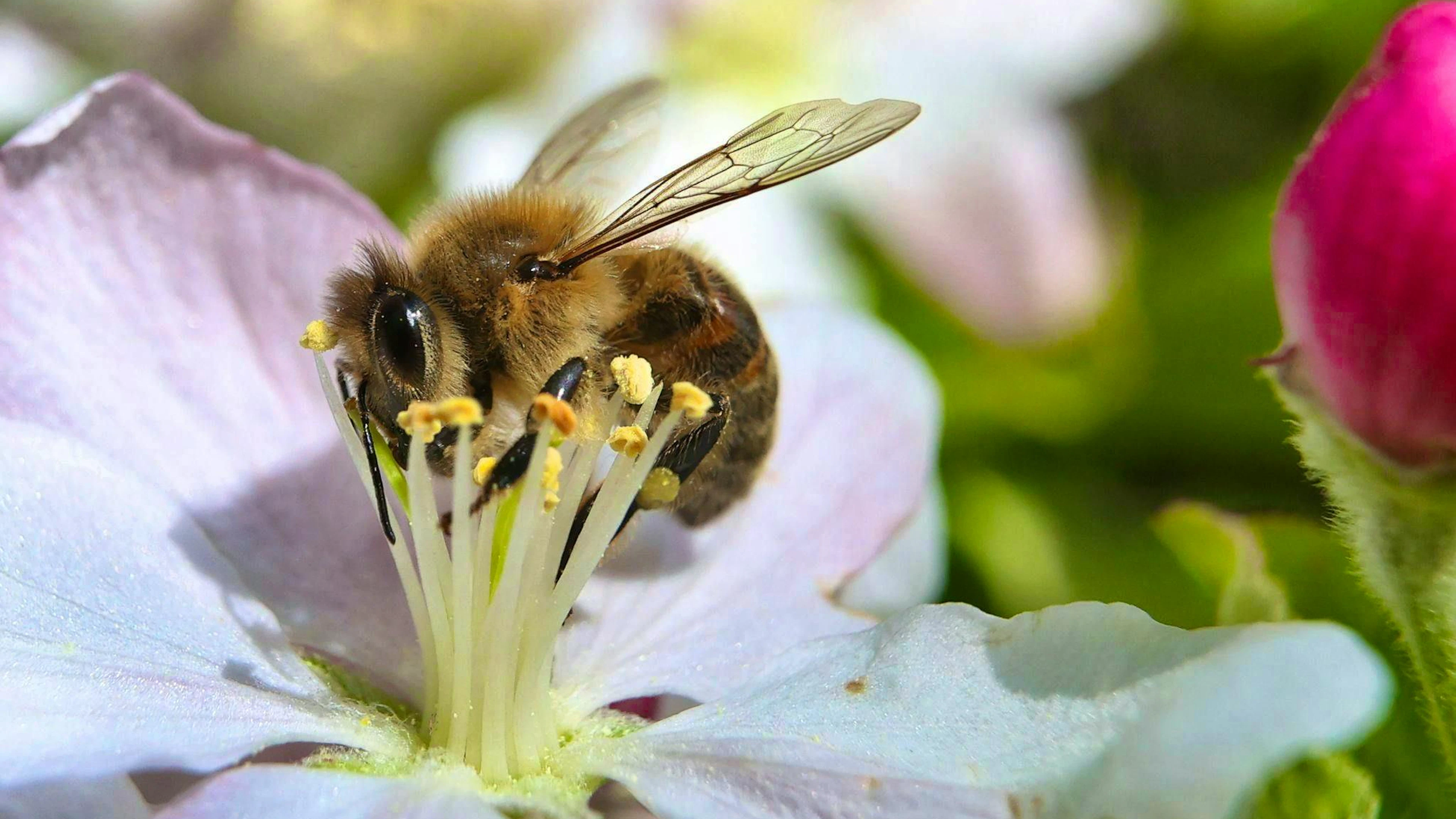 A bee covered in pollen collects nectar from an apple tree. Many wild bee species are endangered.