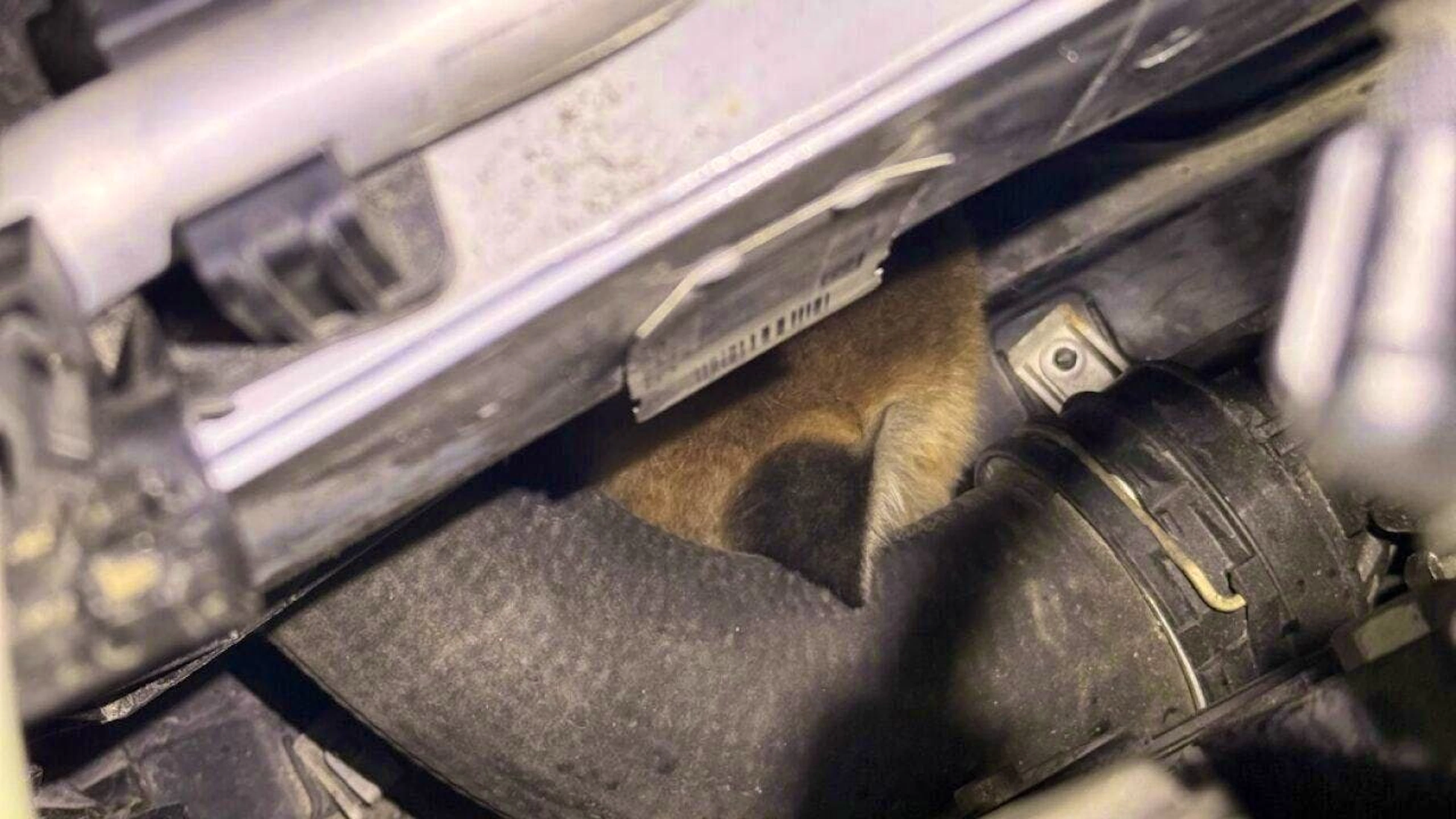 Stowaways, well hidden: two young foxes nestled in a car engine in Winterthur.