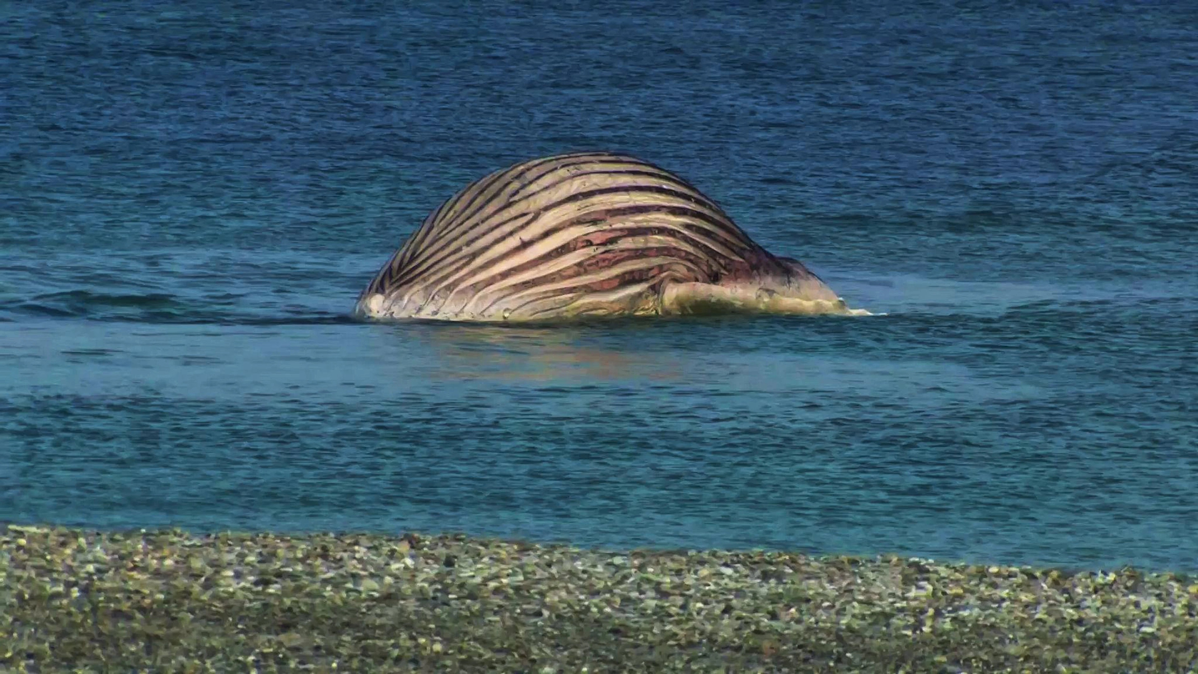 Der tote Buckelwal liegt aufgebläht vor der dänischen Insel Anholt.