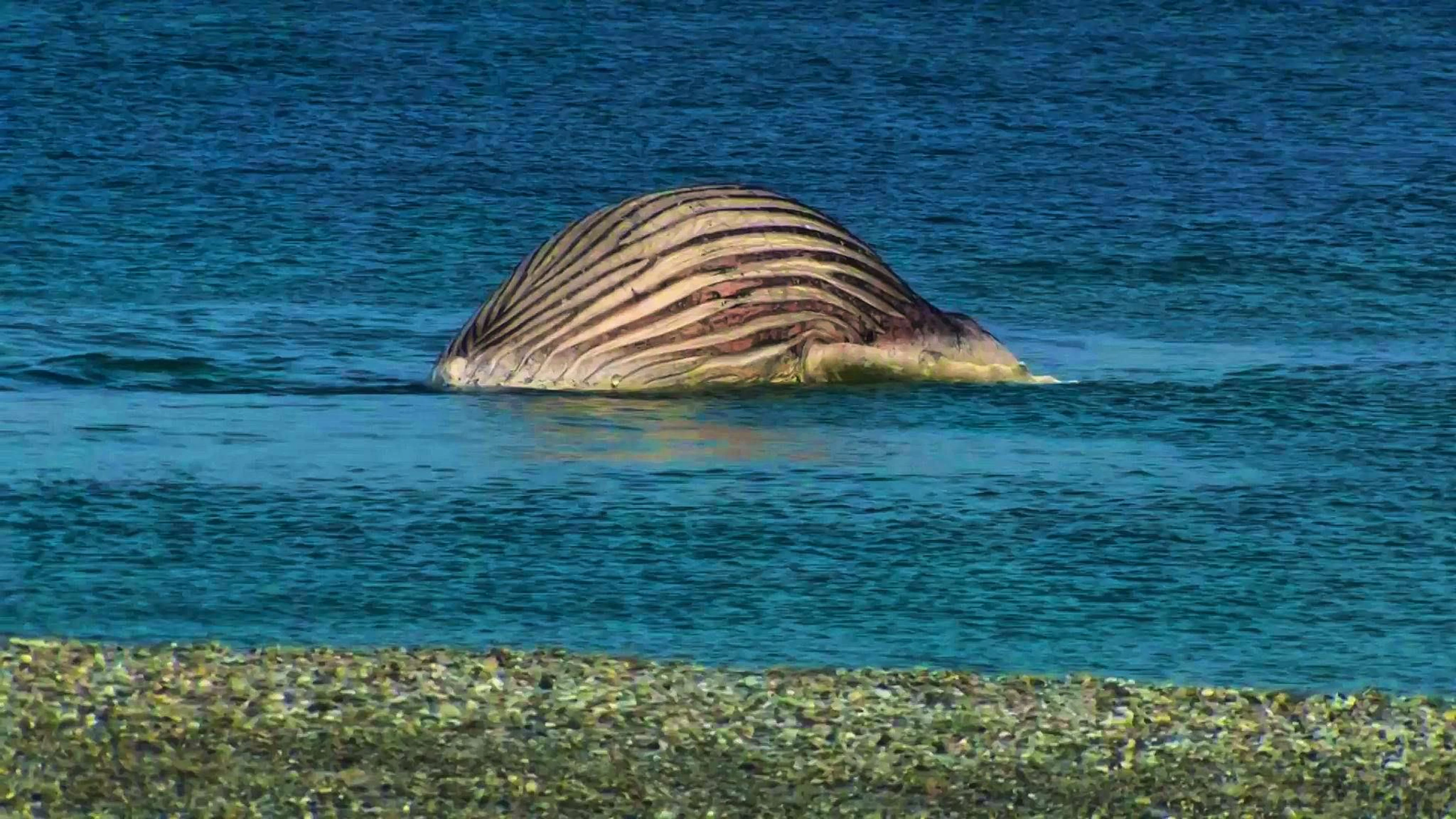 The dead humpback whale lies bloated off the Danish island of Anholt.