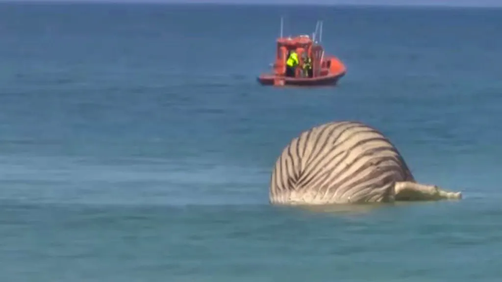Craintes autour d'une potentielle explosion de la carcasse de «Timmy ...