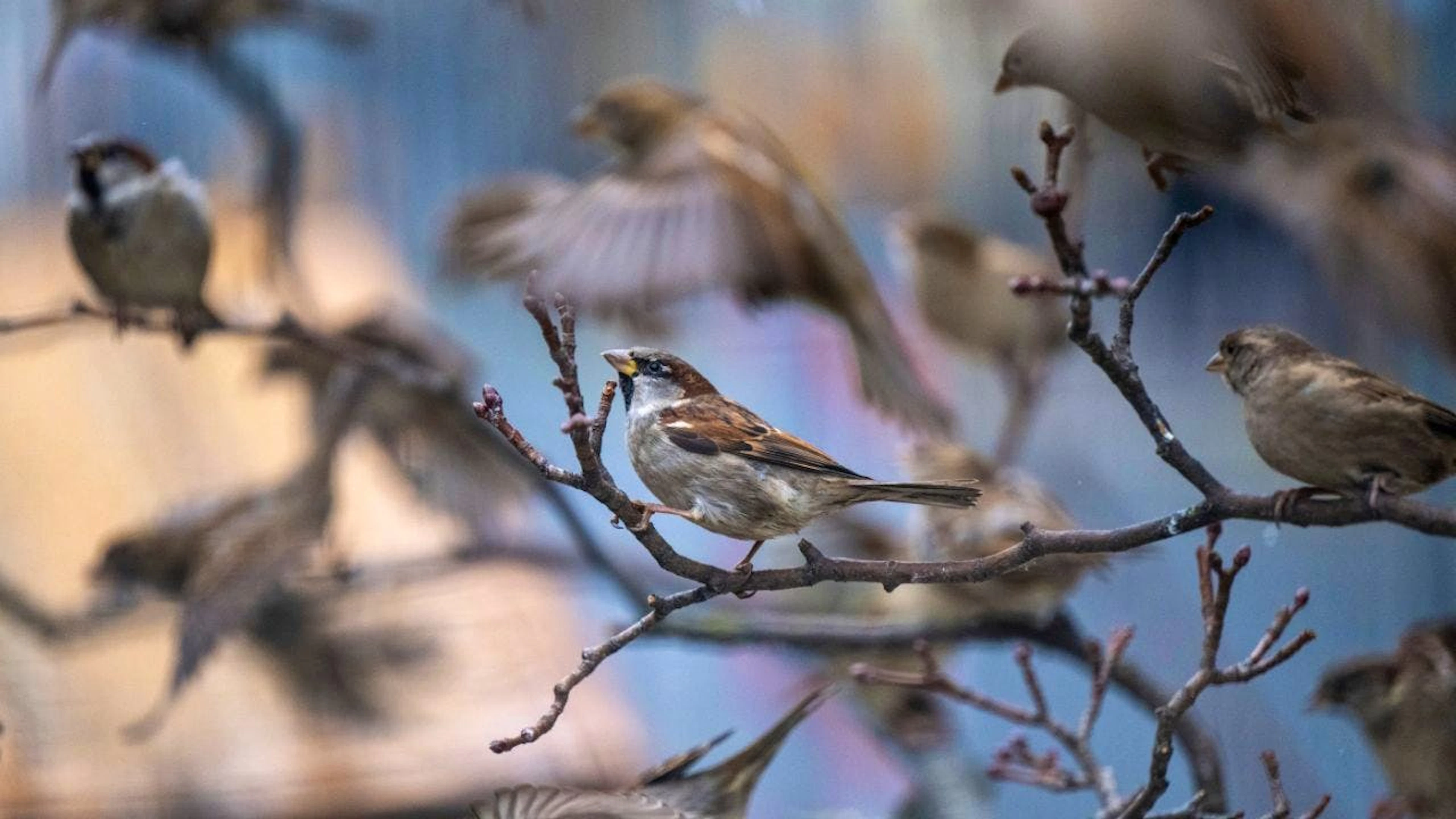 Selon le Grand Conseil vaudois, les risques de collisions d'oiseaux contre les vitres devraient être mieux pris en compte (image symbolique).