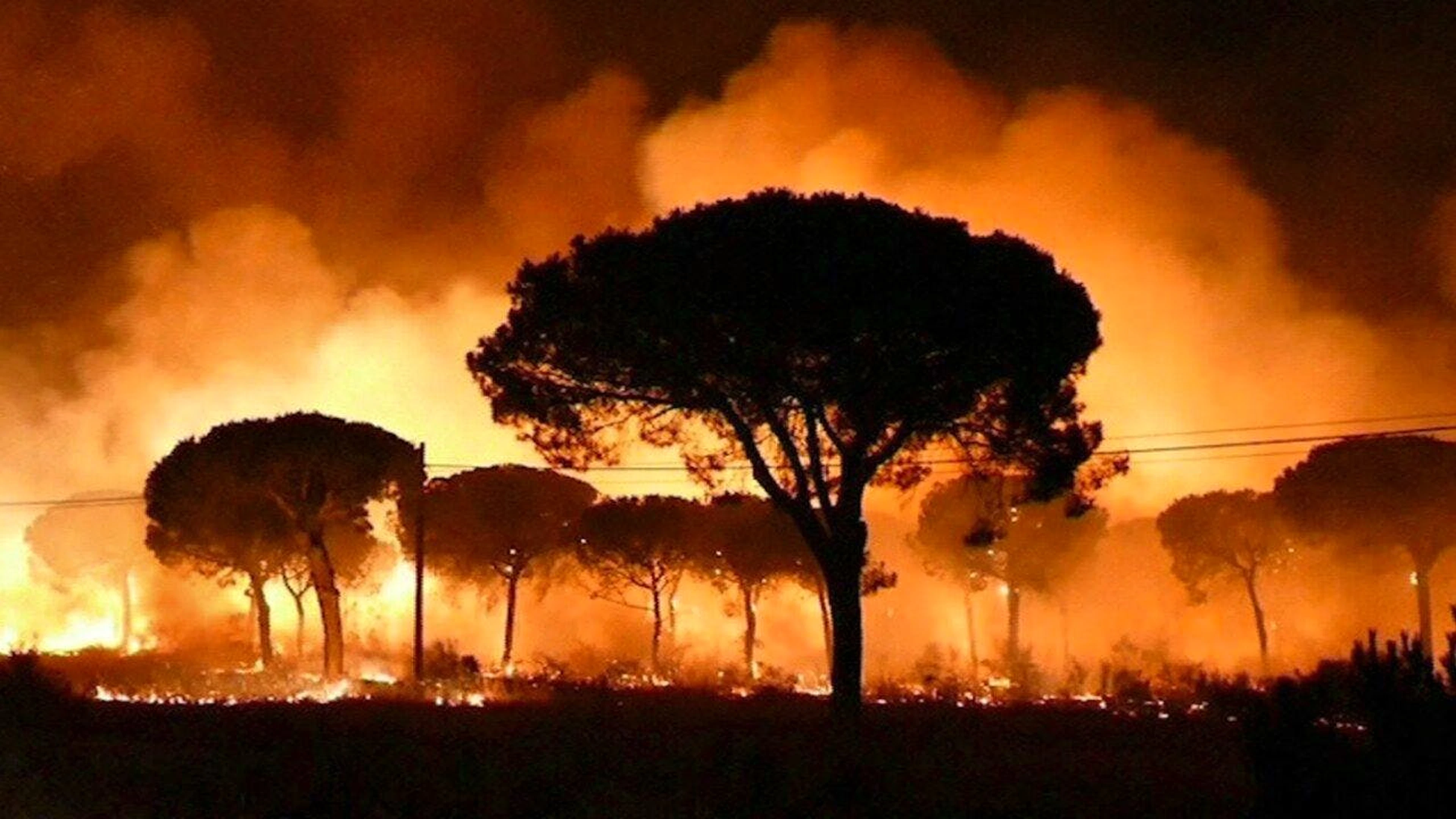 Boschi in fiamme nel parco di Doñana: un danno enorme all'importante ecosistema spagnolo.