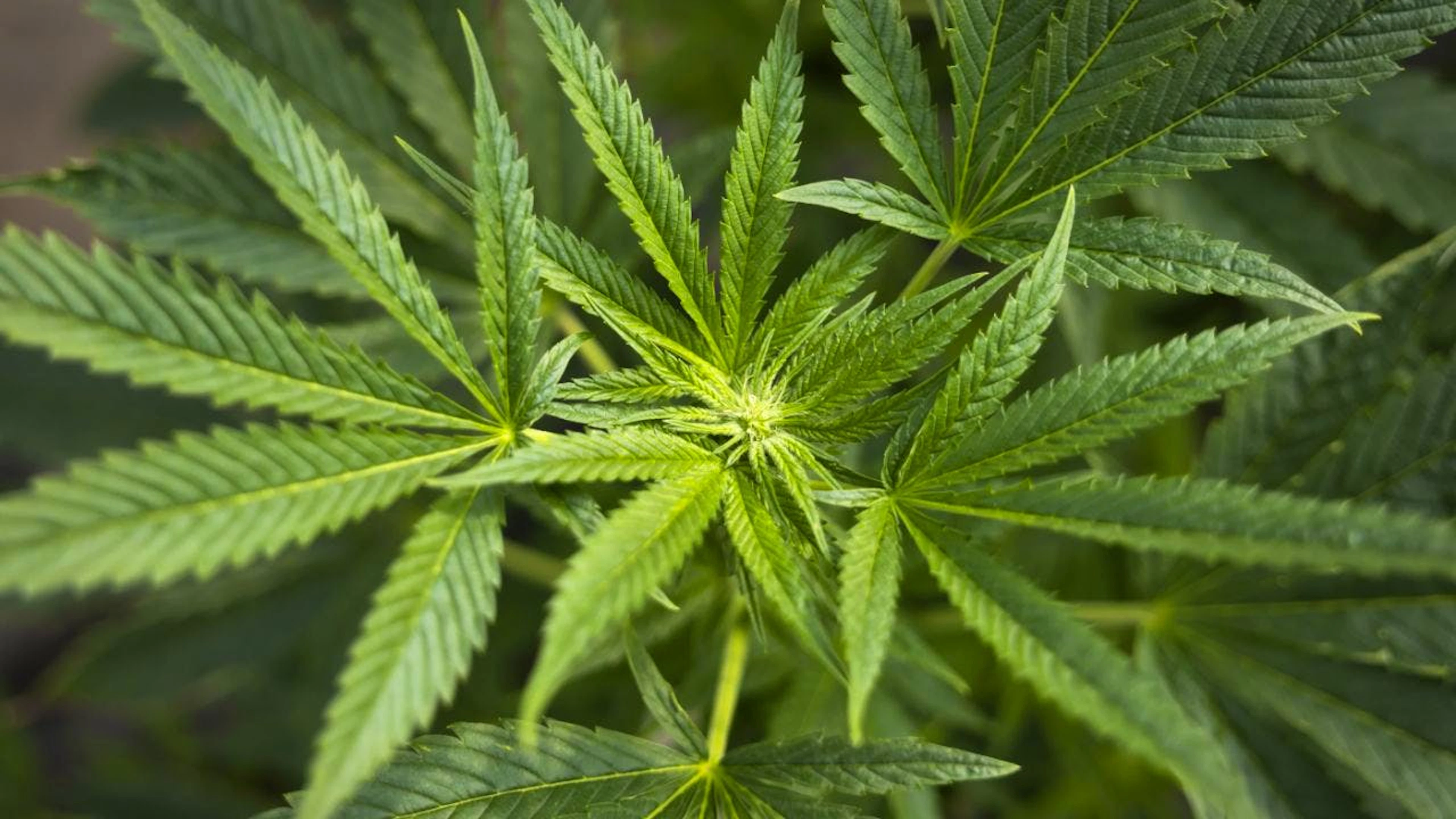 Männer, die Cannabis konsumieren, haben laut einer neuen Studie einen höheren Testosteronspiegel. (Symbolbild)