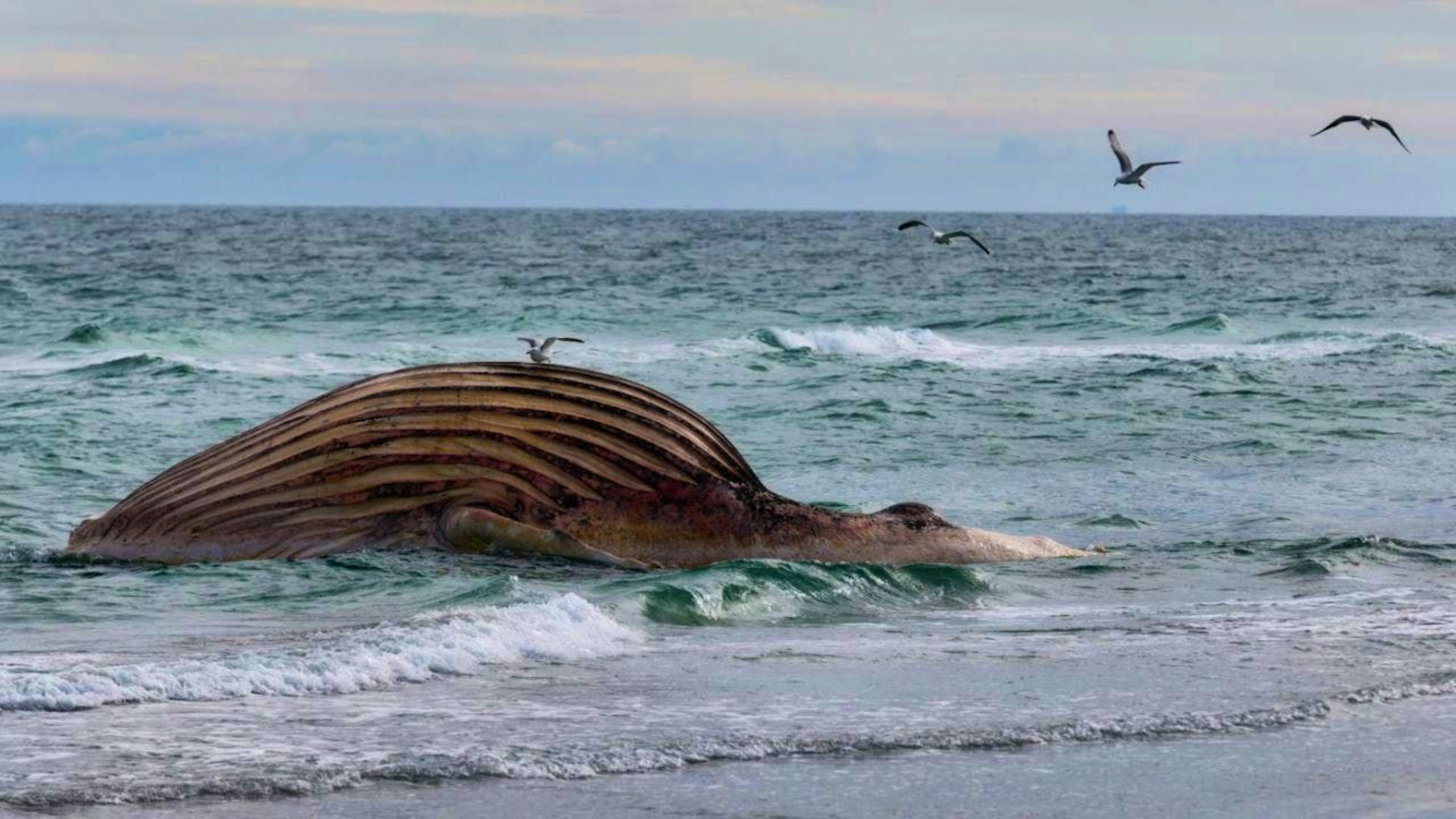 dpatopbilder - The dead whale lies bloated off the Danish island of Anholt. It is the humpback whale known as Timmy, which first beached off Timmendorfer Strand at the end of March and was transported to the North Sea around a month later. Photo: Marcus Golejewski/dpa