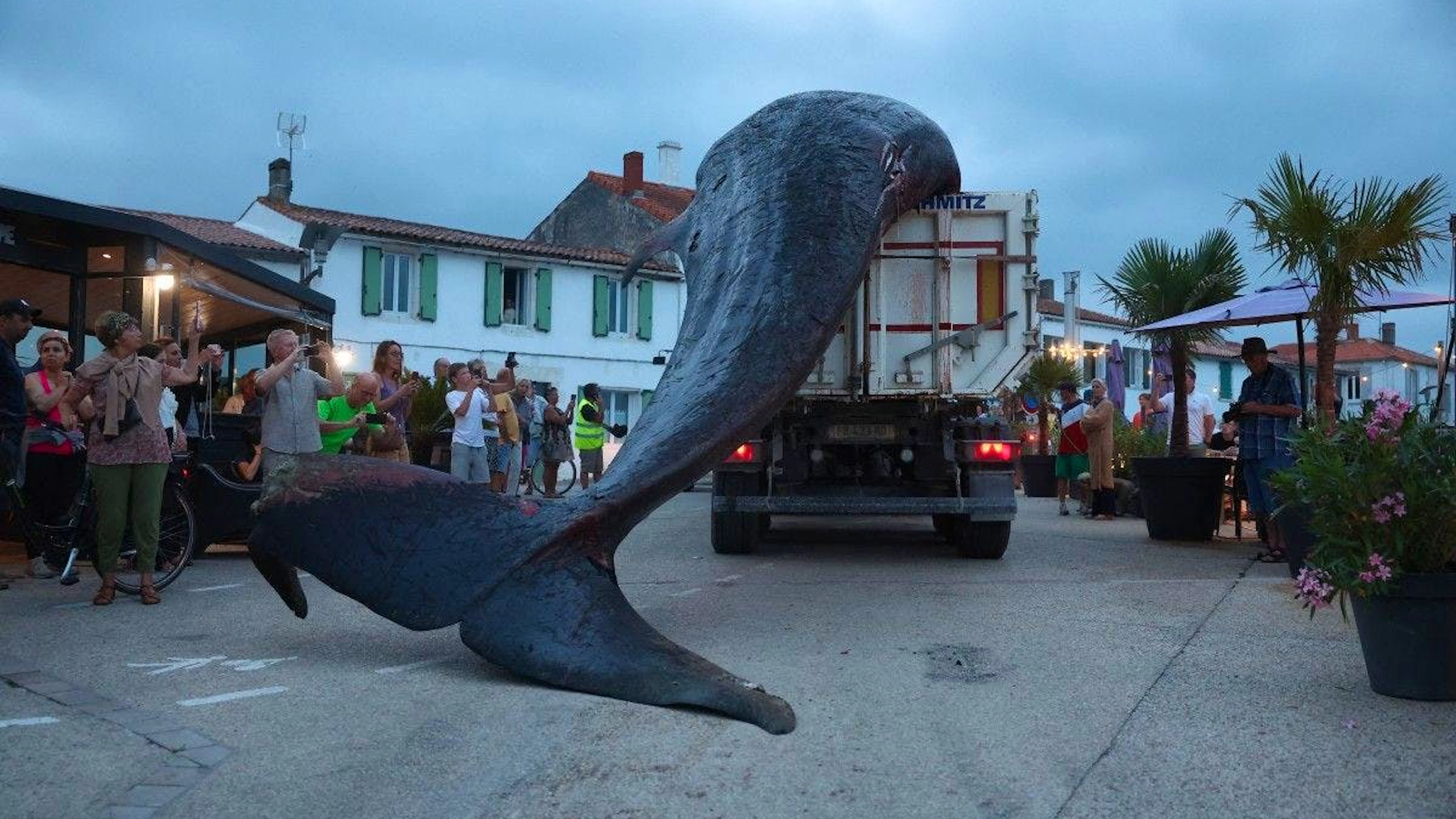 Entre un et treize échouages de rorqual commun ont été recensés chaque année sur les côtes de France métropolitaine depuis 1971.