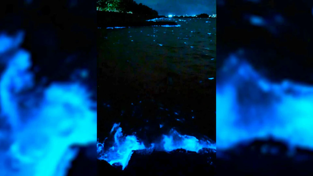 極希少◆AOR名盤◆SHELL OF THE OCEAN/TURN BLUE Why these ocean waves glow an intense blue at night