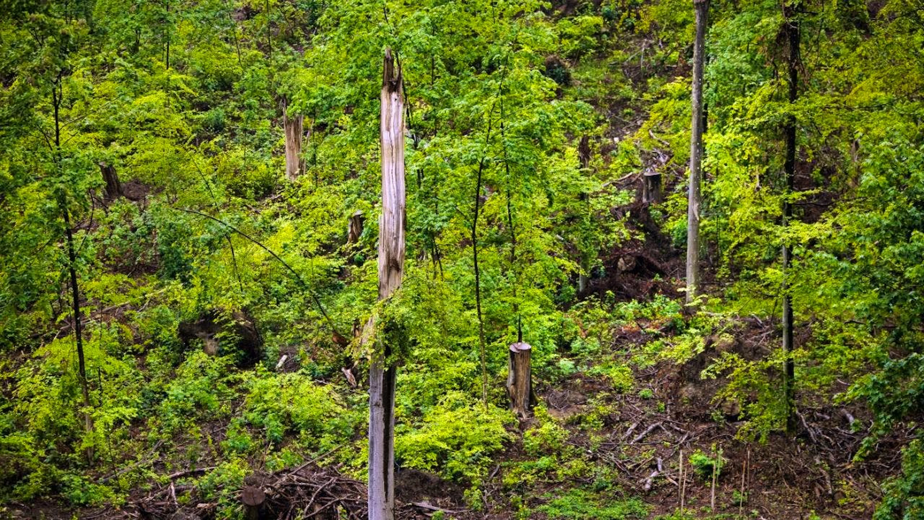 Deadwood is particularly important for many insects. (archive picture)