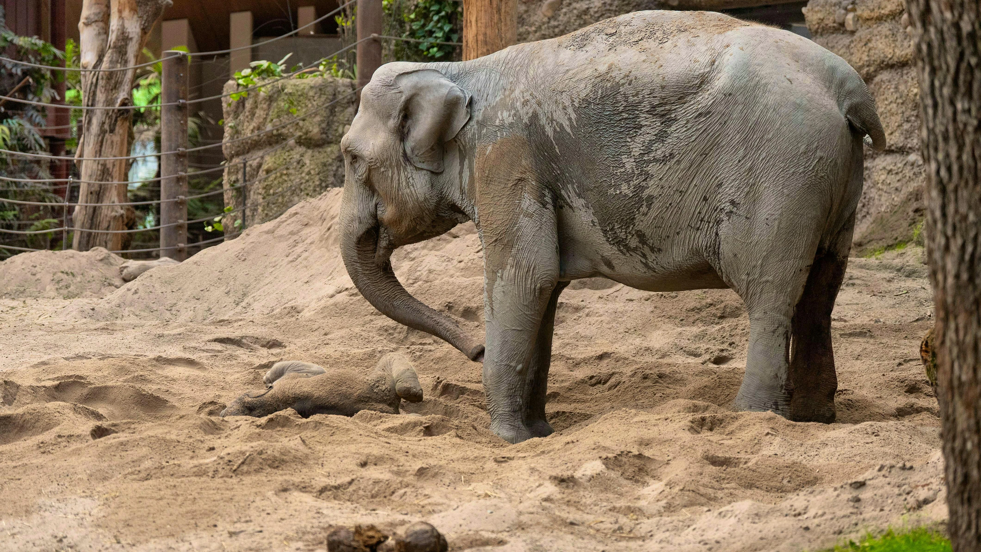 The 40-year-old elephant cow Indi and her cub after giving birth.