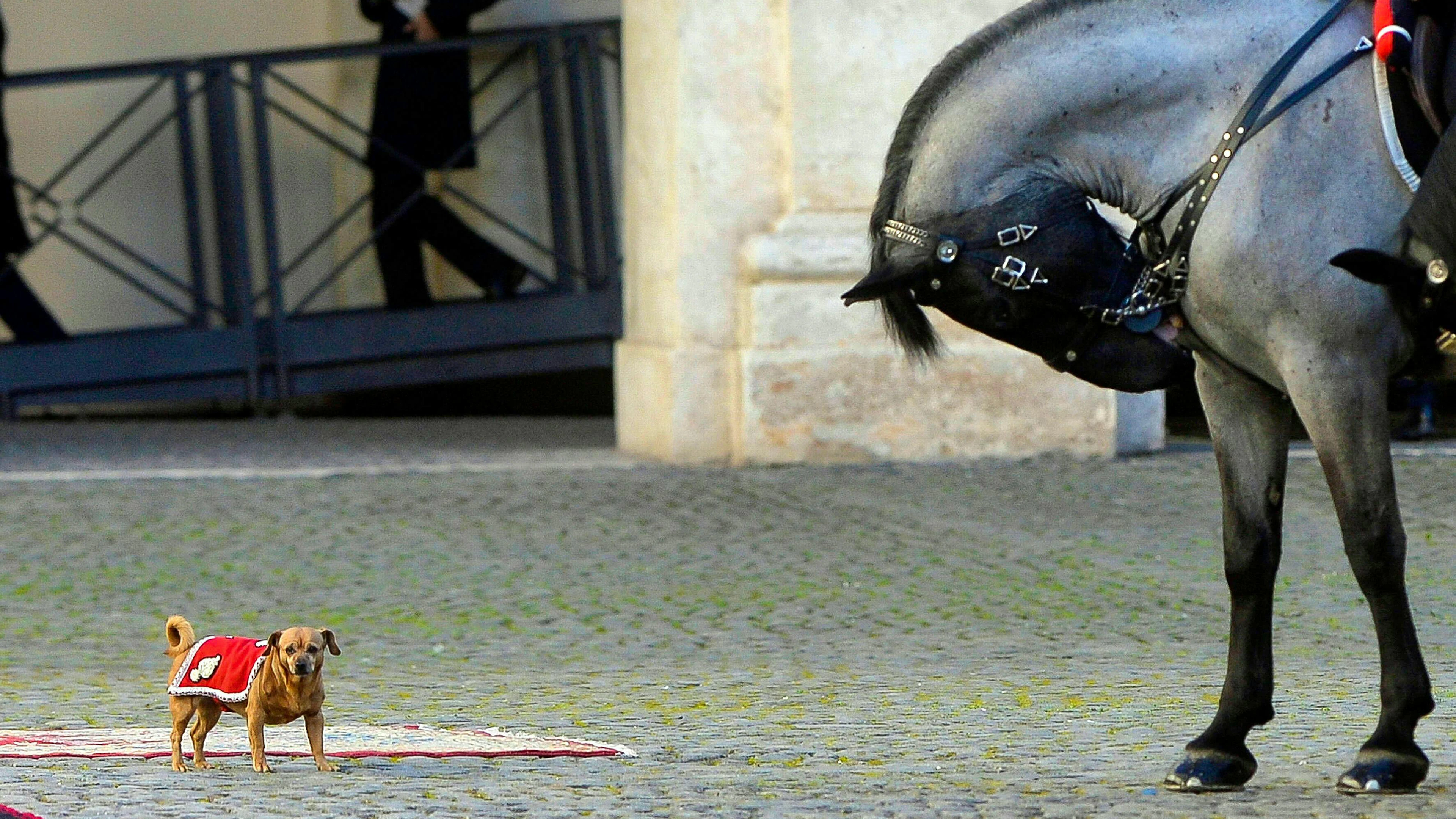 Briciola si è sempre distinta per la sua naturalezza intorno ai cavalli dell'Arma dei Carabinieri (foto d'archivio):
