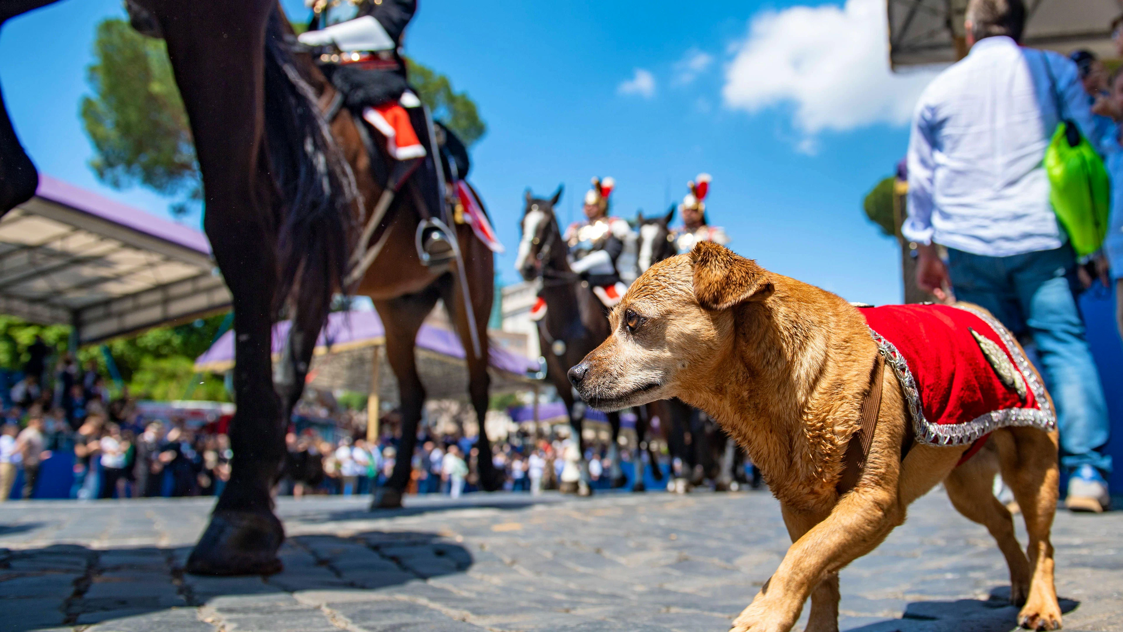 Briciola ha partecipato per l'ultima volta alla parata del 2 giugno (festa della Repubblica Italiana) dell'Arma dei Carabinieri di cui è la mascotte ufficiale (foto d'archivio).
