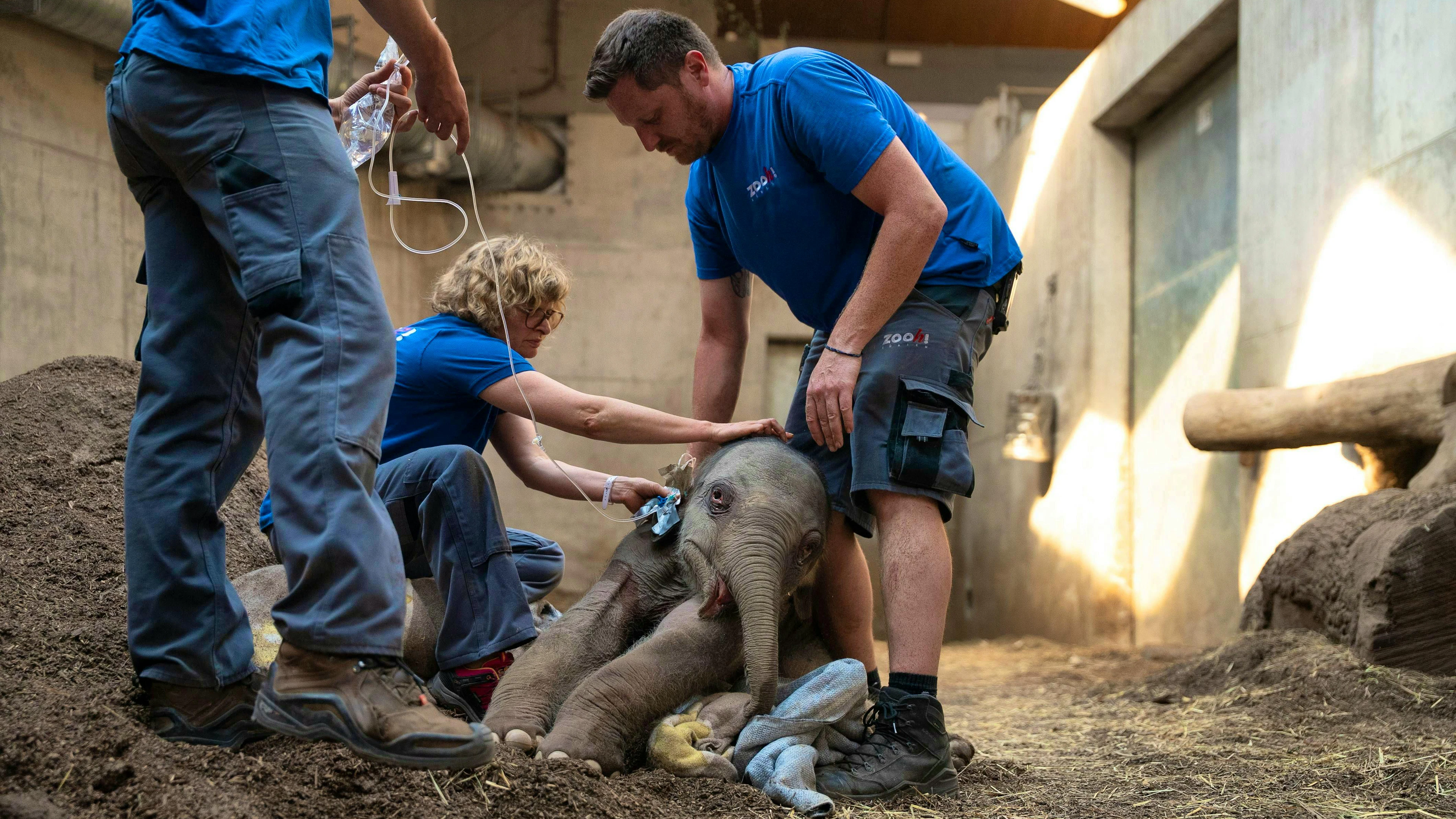 Keepers try to save the elephant calf - unsuccessfully.
