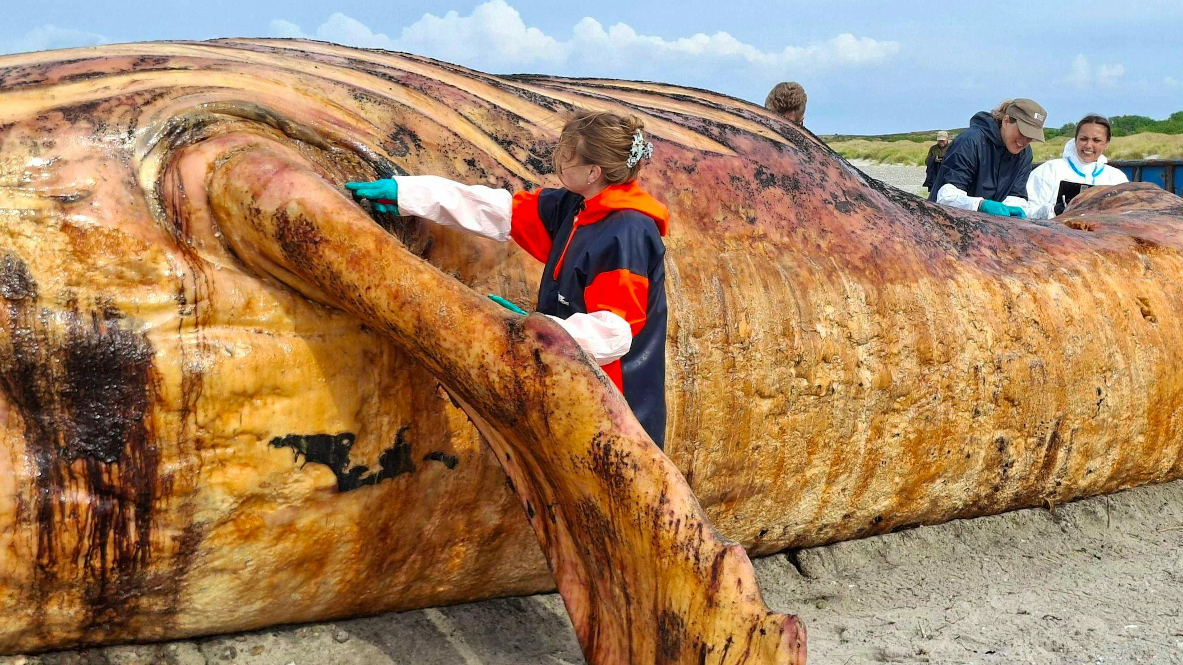 Fachleute obduzierten den als «Timmy» bekannten Buckelwal am Strand der Insel Anholt.