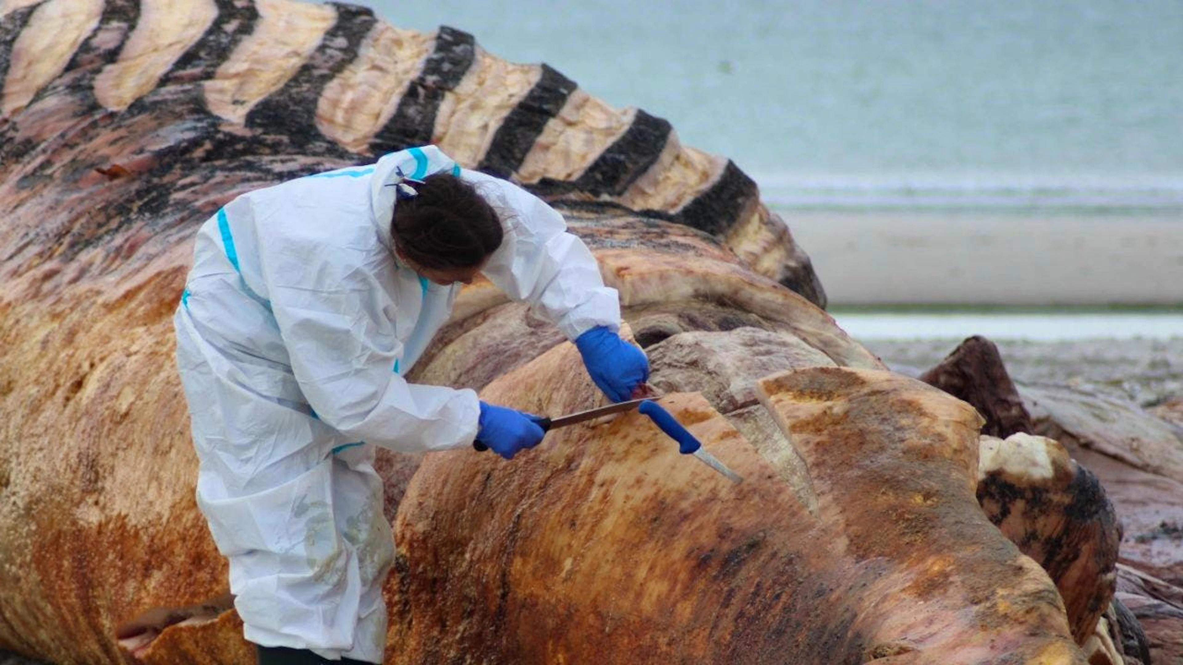 Die Obduktion des als «Timmy» bekannten Buckelwals am Strand der dänischen Insel Anholt hat begonnen.