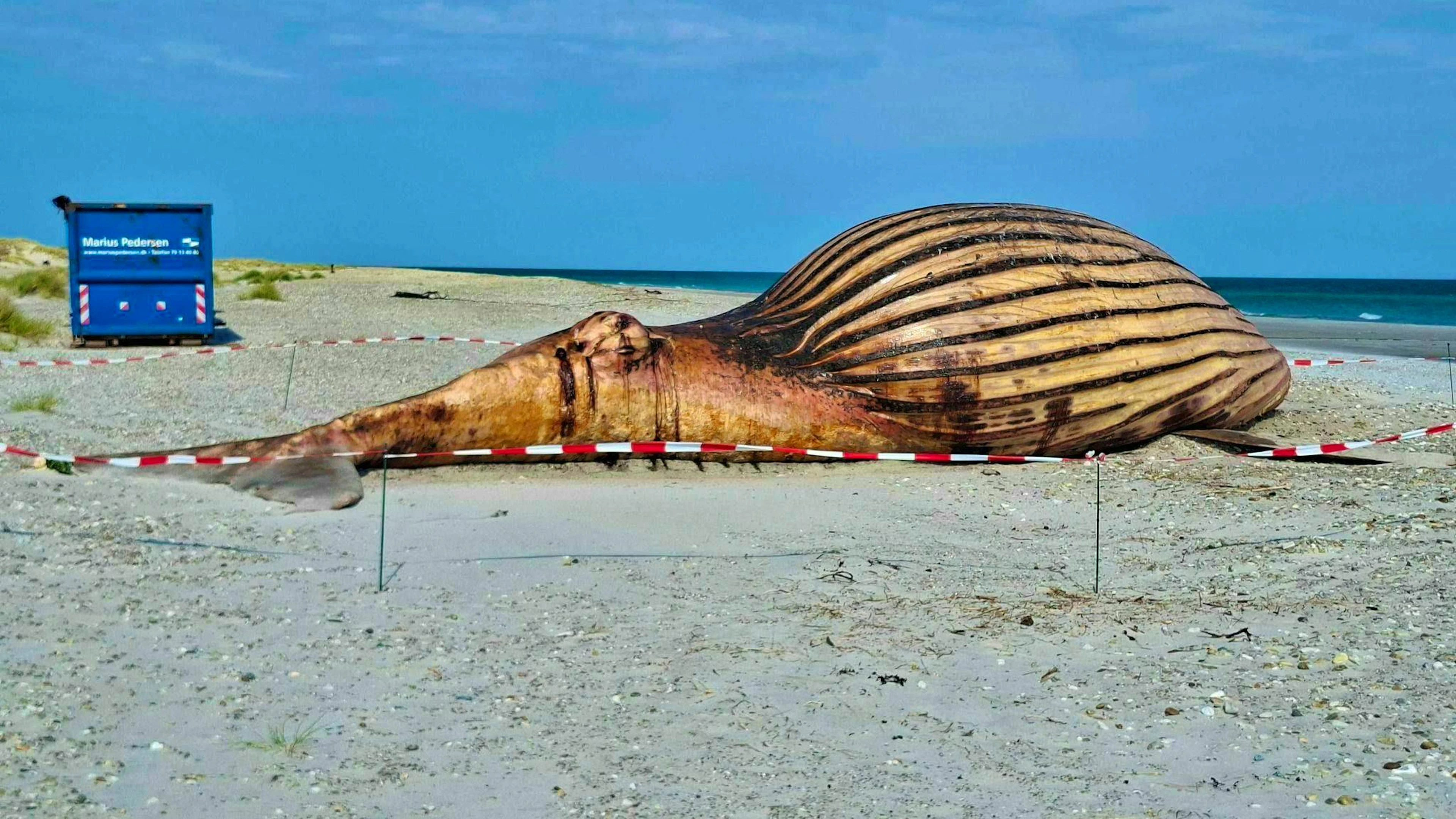 The humpback whale is to be autopsied on Thursday. 