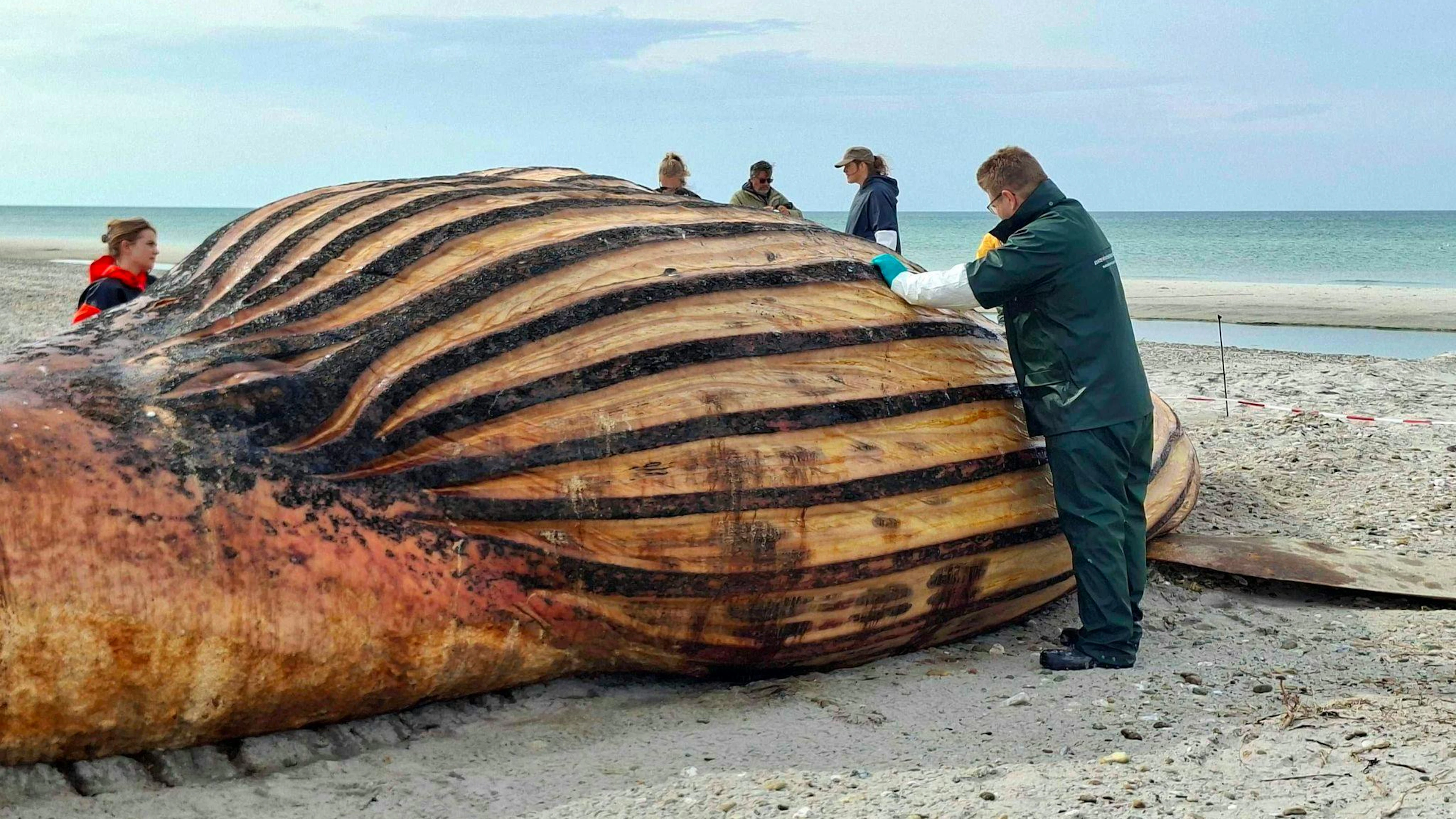 Experten bei der Obduktion des Buckelwals am Strand der Insel Anholt.