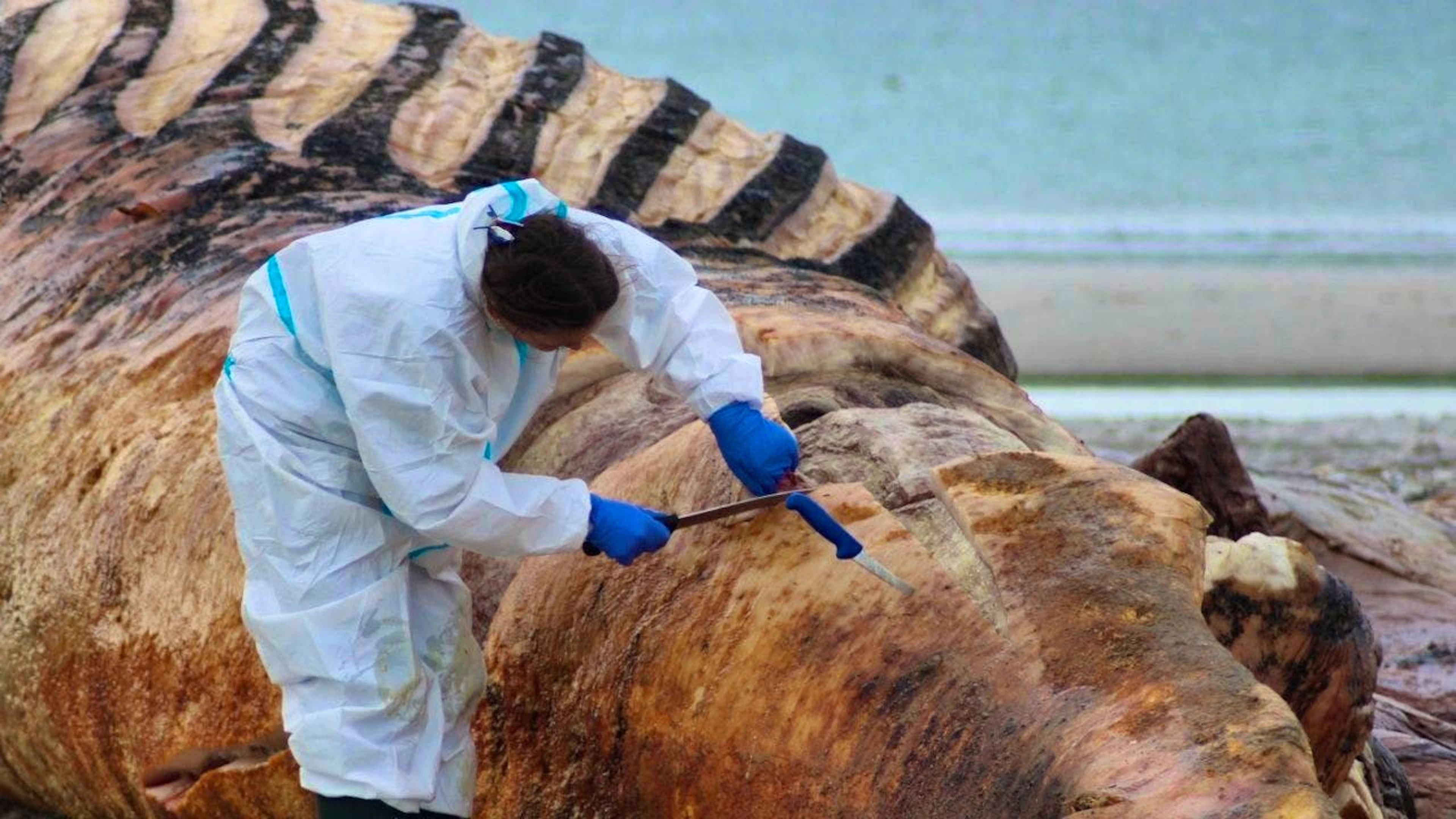 The autopsy of the humpback whale known as "Timmy" on the beach of the Danish island of Anholt has begun.