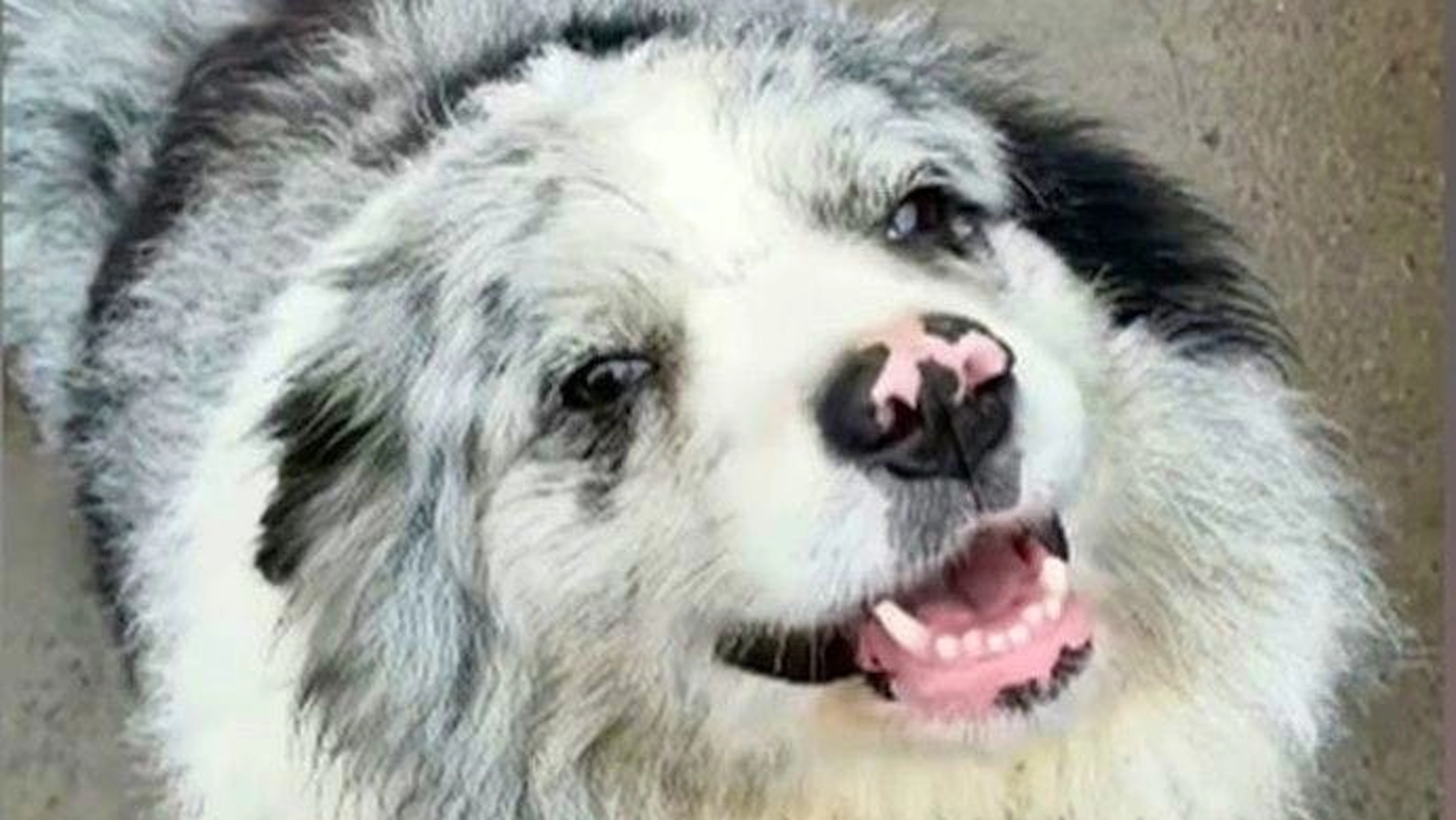 Er war eine Internetberühmtheit in China, nun fand sein Leben ein tragisches Ende: Hund Chutou wurde entfuhrt und an ein Restaurant verkauft.