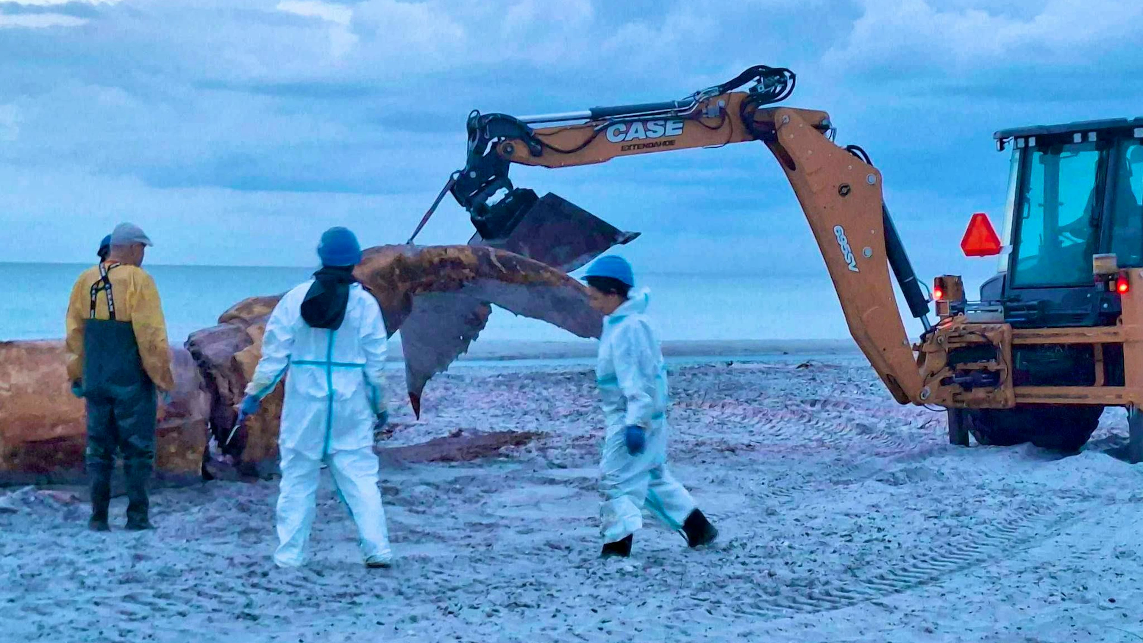 An excavator repeatedly heaved parts of the whale towards the containers.