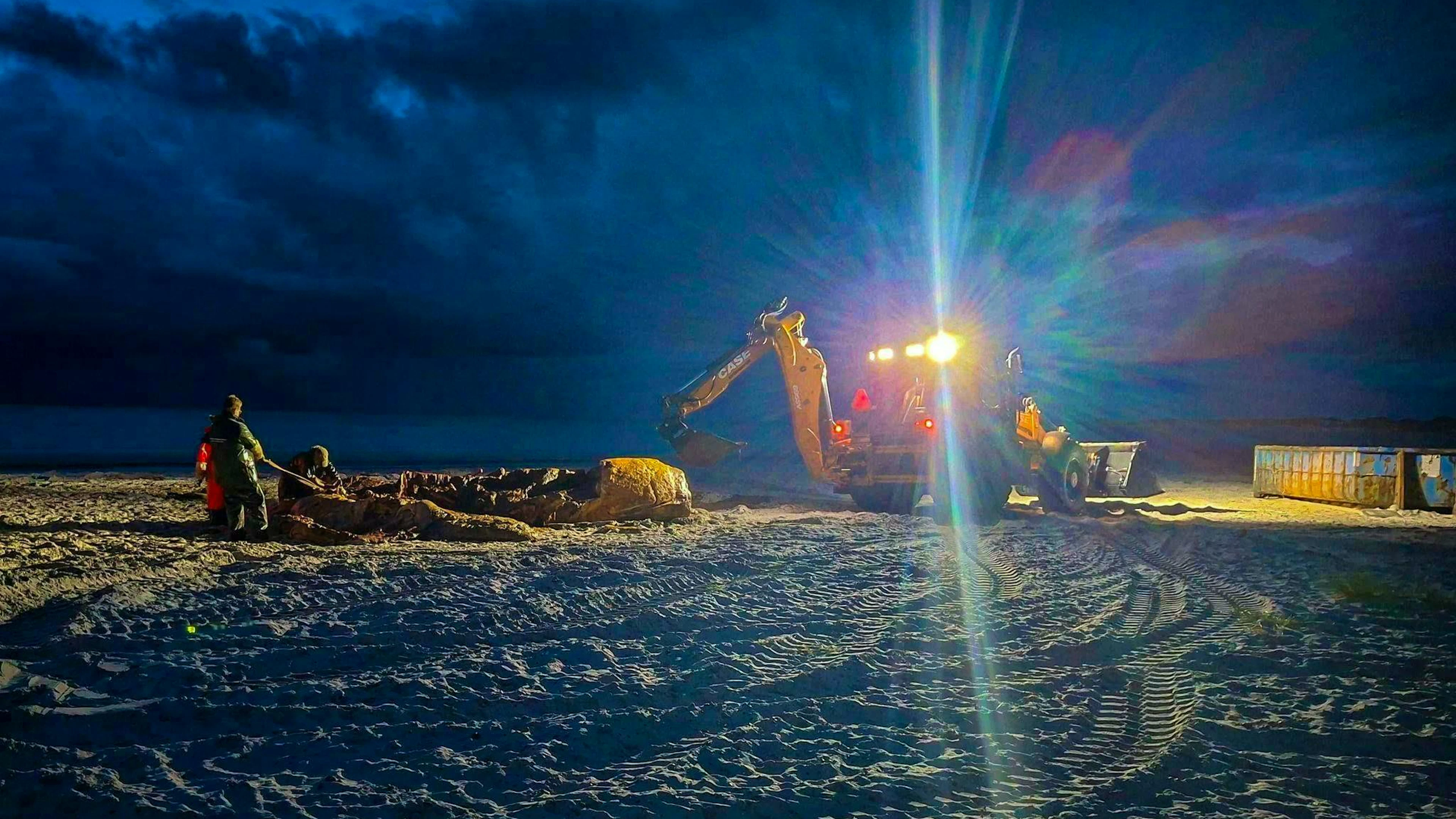 Work on the humpback whale's autopsy continued in the dark.