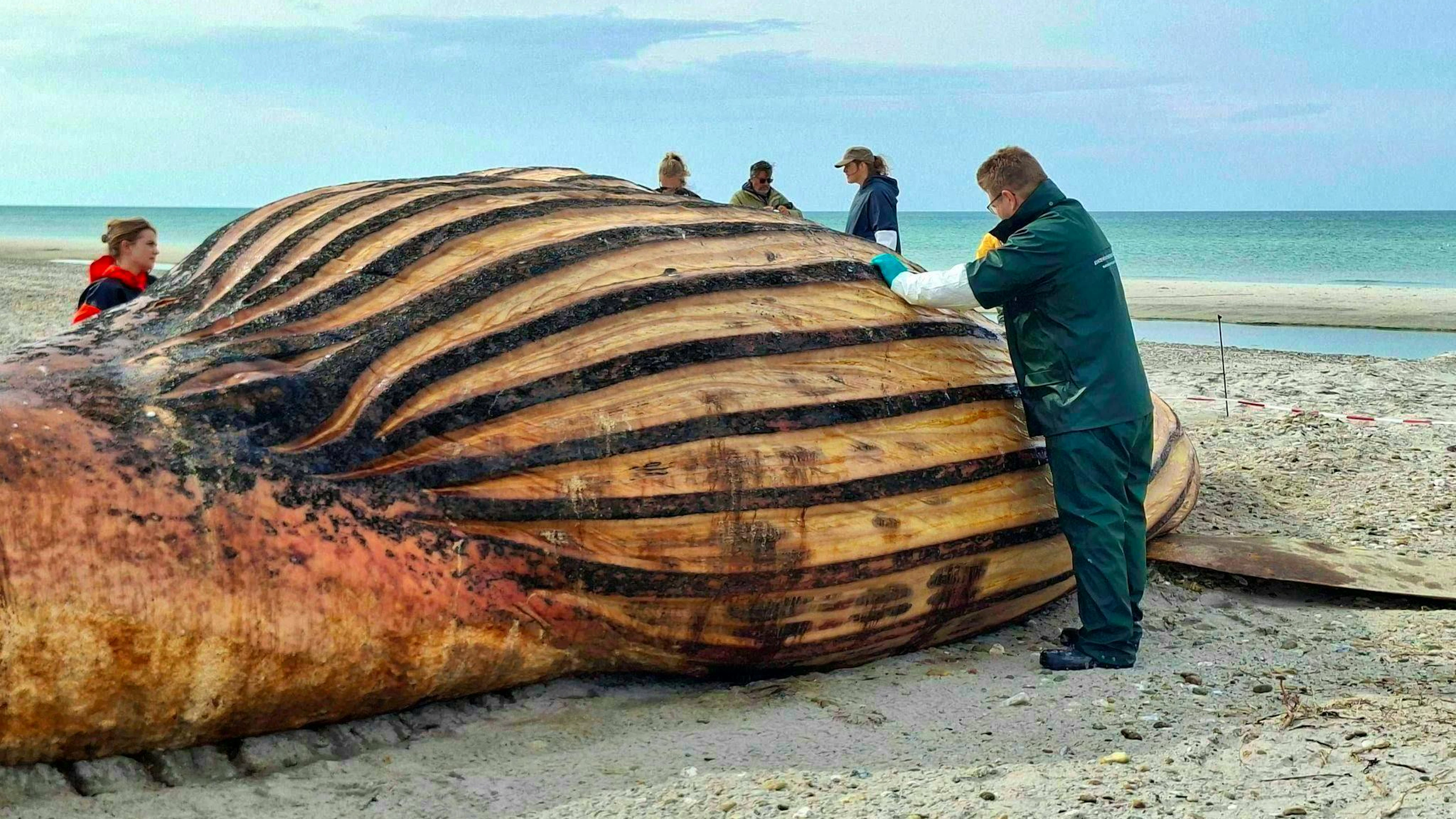 Experts at the autopsy of the humpback whale on the beach of Anholt Island.