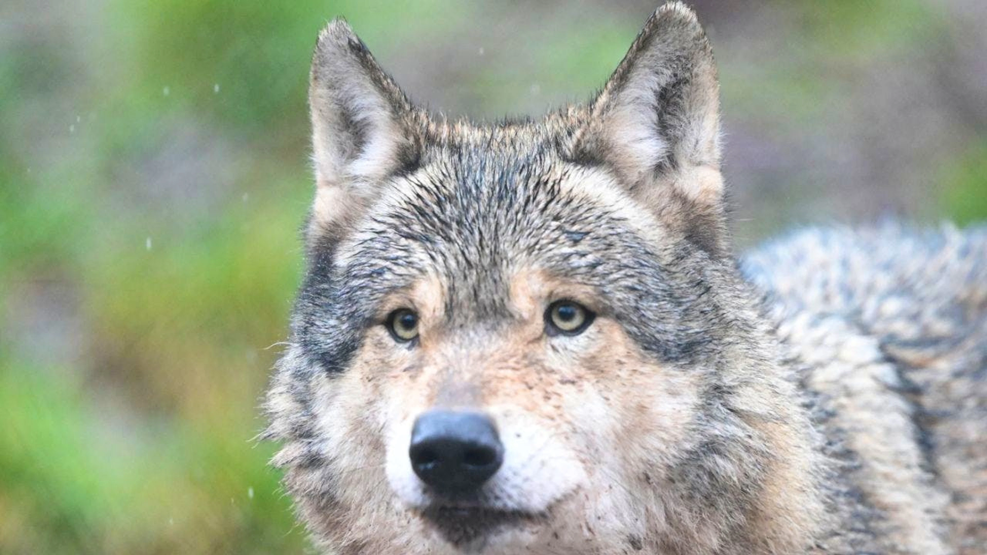Quelques jours après sa capture, le loup avait été relâché dans la nature équipé d'un émetteur. Le signal de ce dernier s'est brusquement interrompu (Photo prétexte).