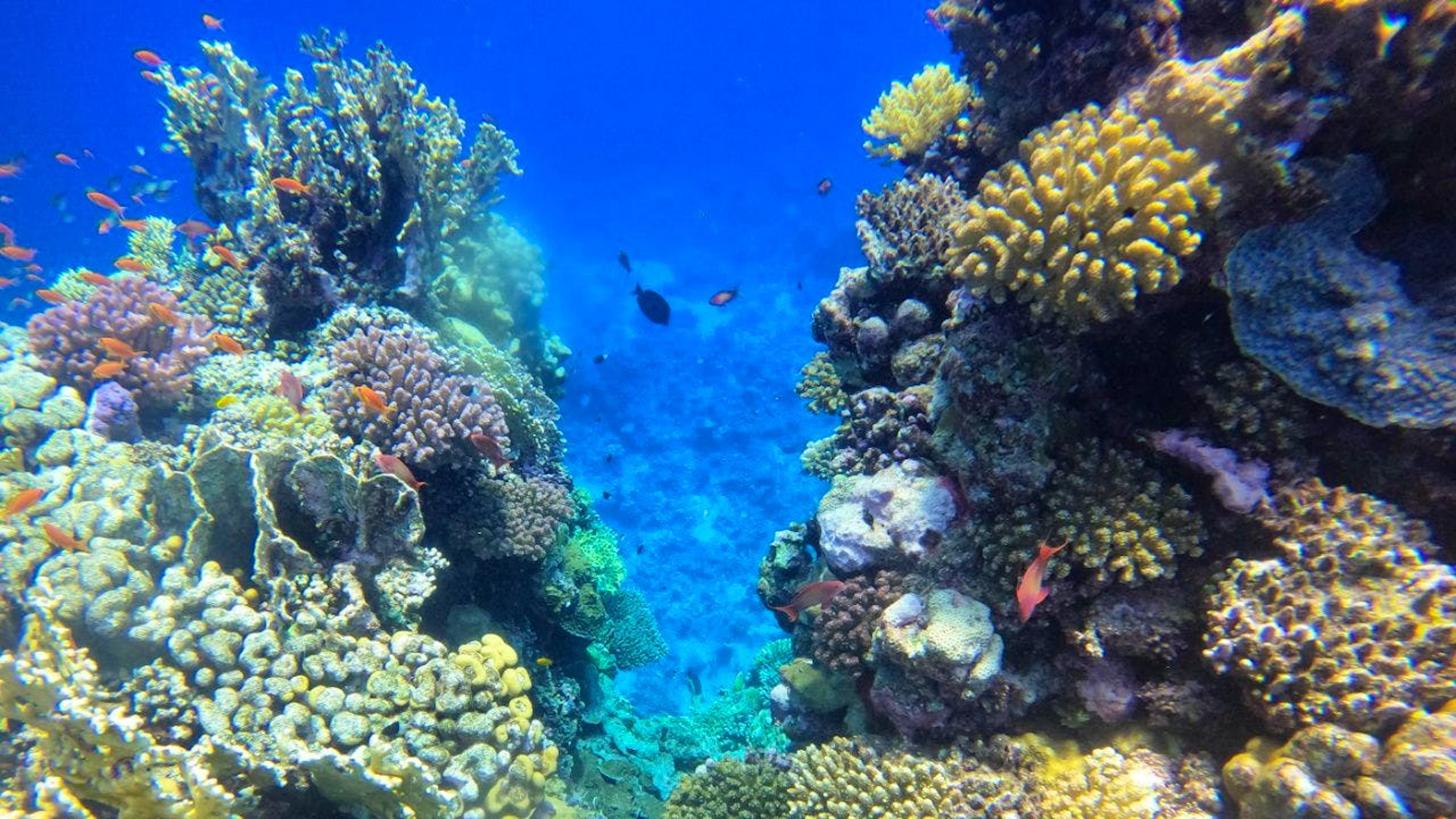 Photo d'illustration de la barrière de coraïl Marsa Alam en Egypte.