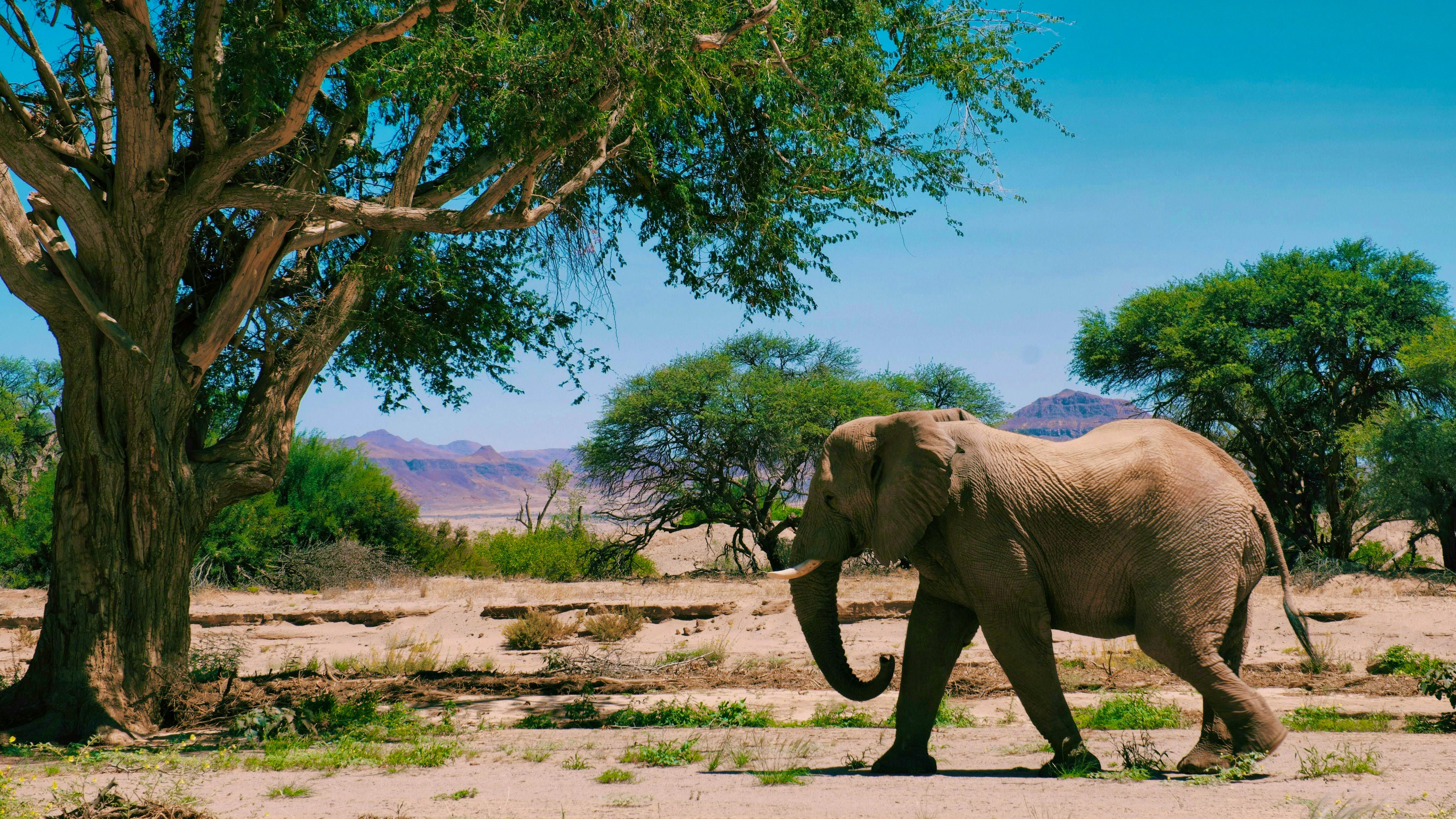 Et si l'on est patient, on peut même trouver des éléphants du désert dans la région de Twyfelfontein.