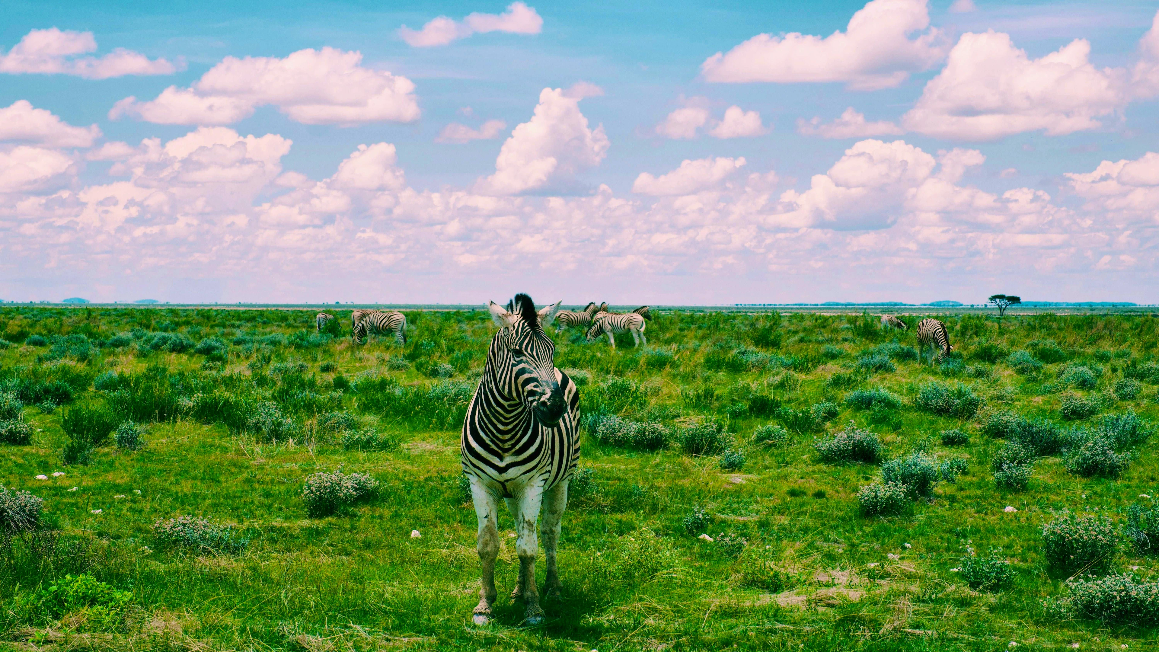 Dans le parc national d'Etosha, les zèbres se trouvent directement au bord de la route.