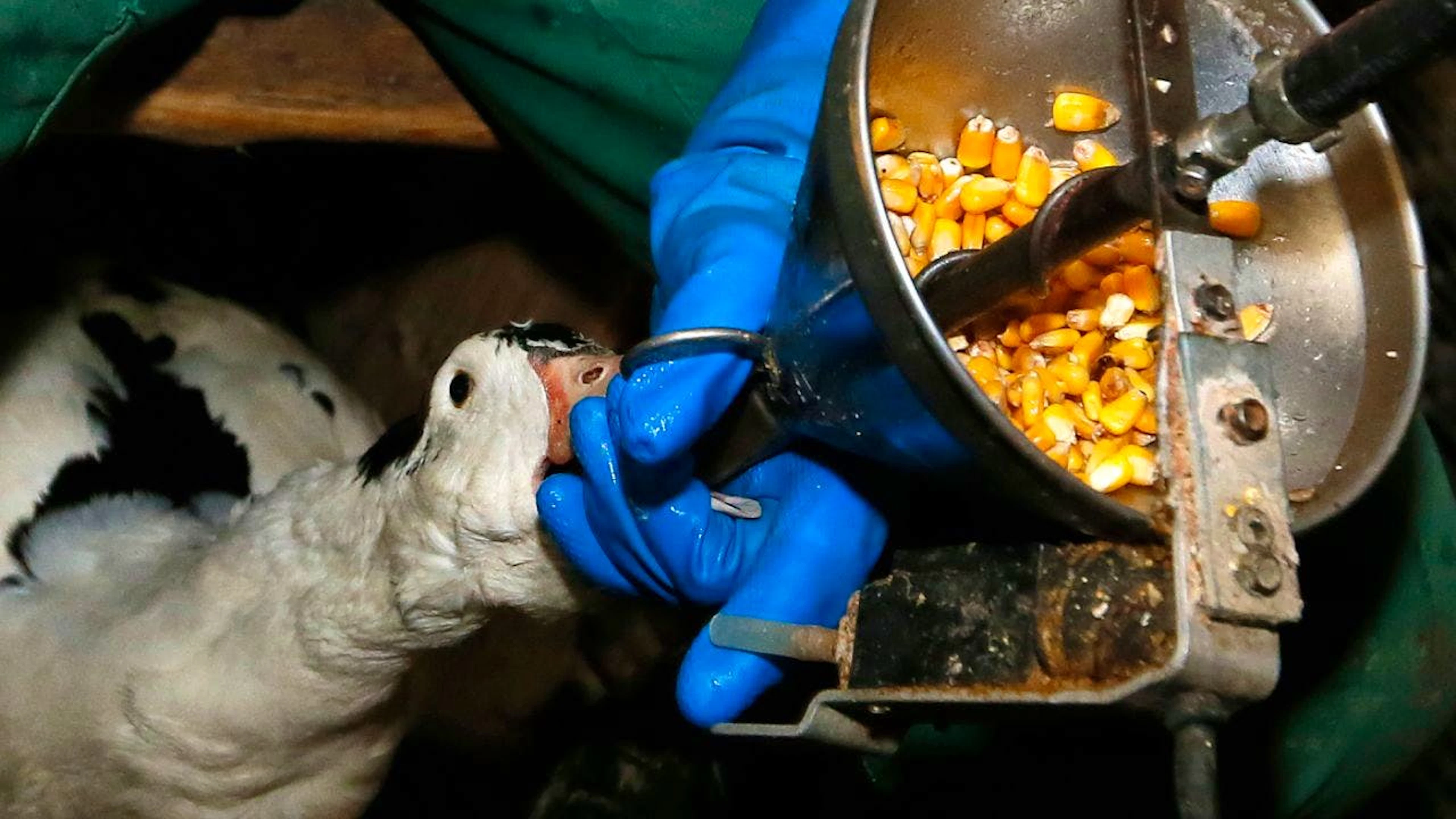 La production de foie gras est interdite en Suisse depuis plus de 40 ans. Son importation est en revanche toujours autorisée (image d'illustration).
