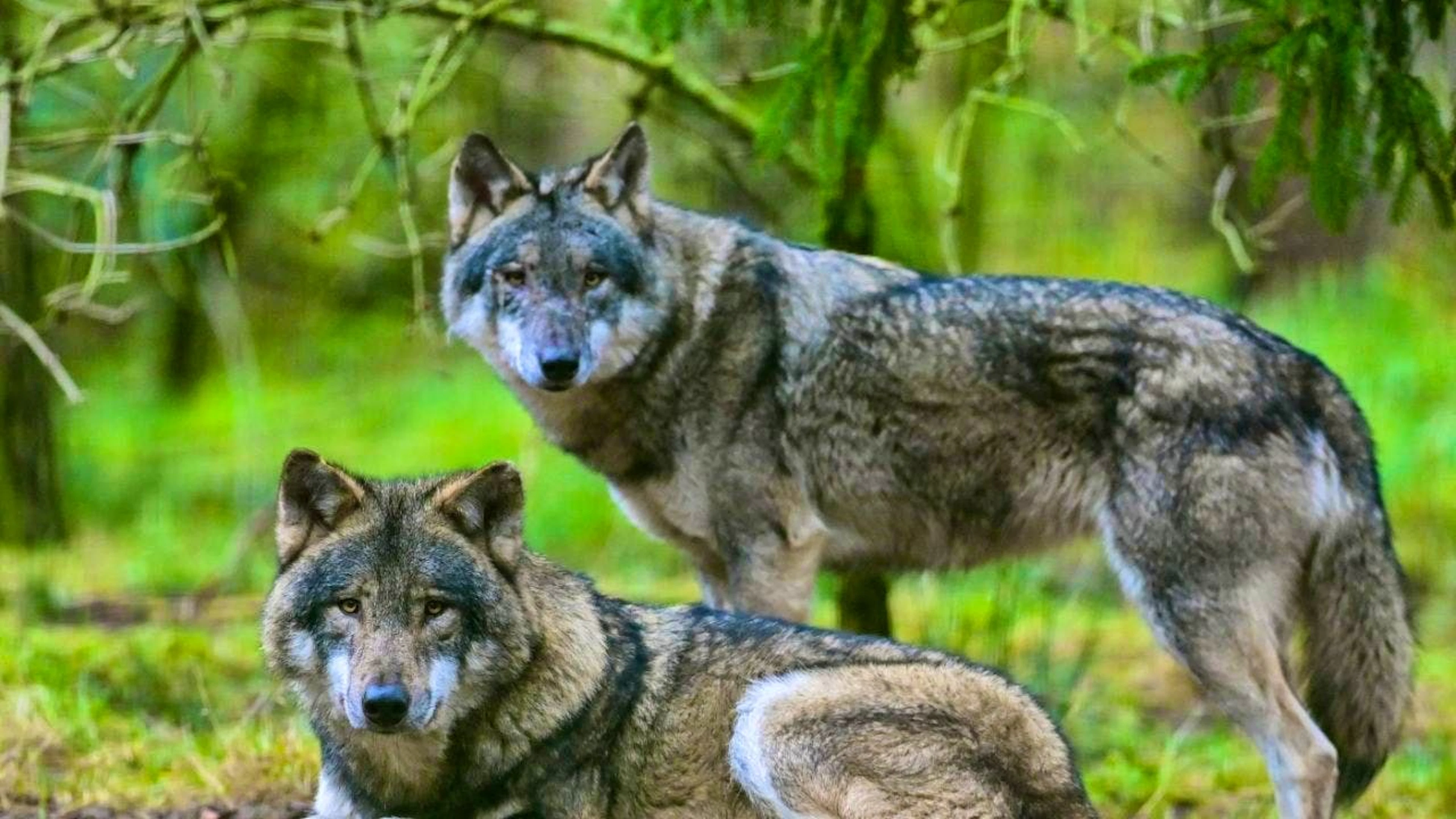 The wolf population in Switzerland grew again in 2025. (archive image)