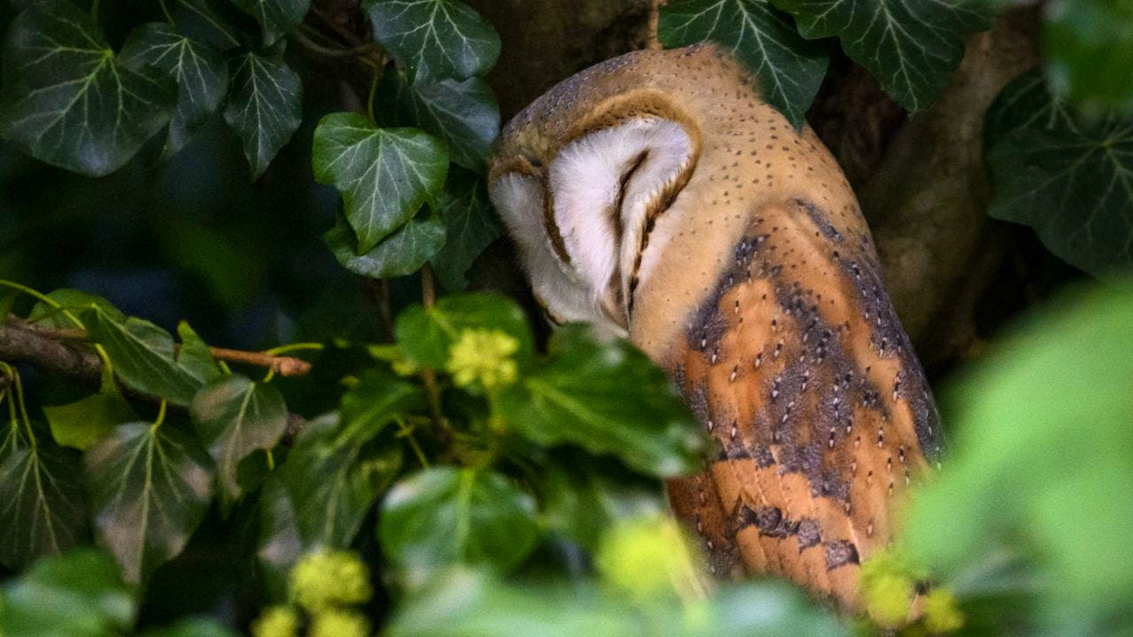 Nicht alle Schleiereulen sind schneeweiss. Die Farbpalette reicht von Rotbraun bis Weiss – mit überraschenden Folgen für die Jagd im Mondlicht. (Archivbild)