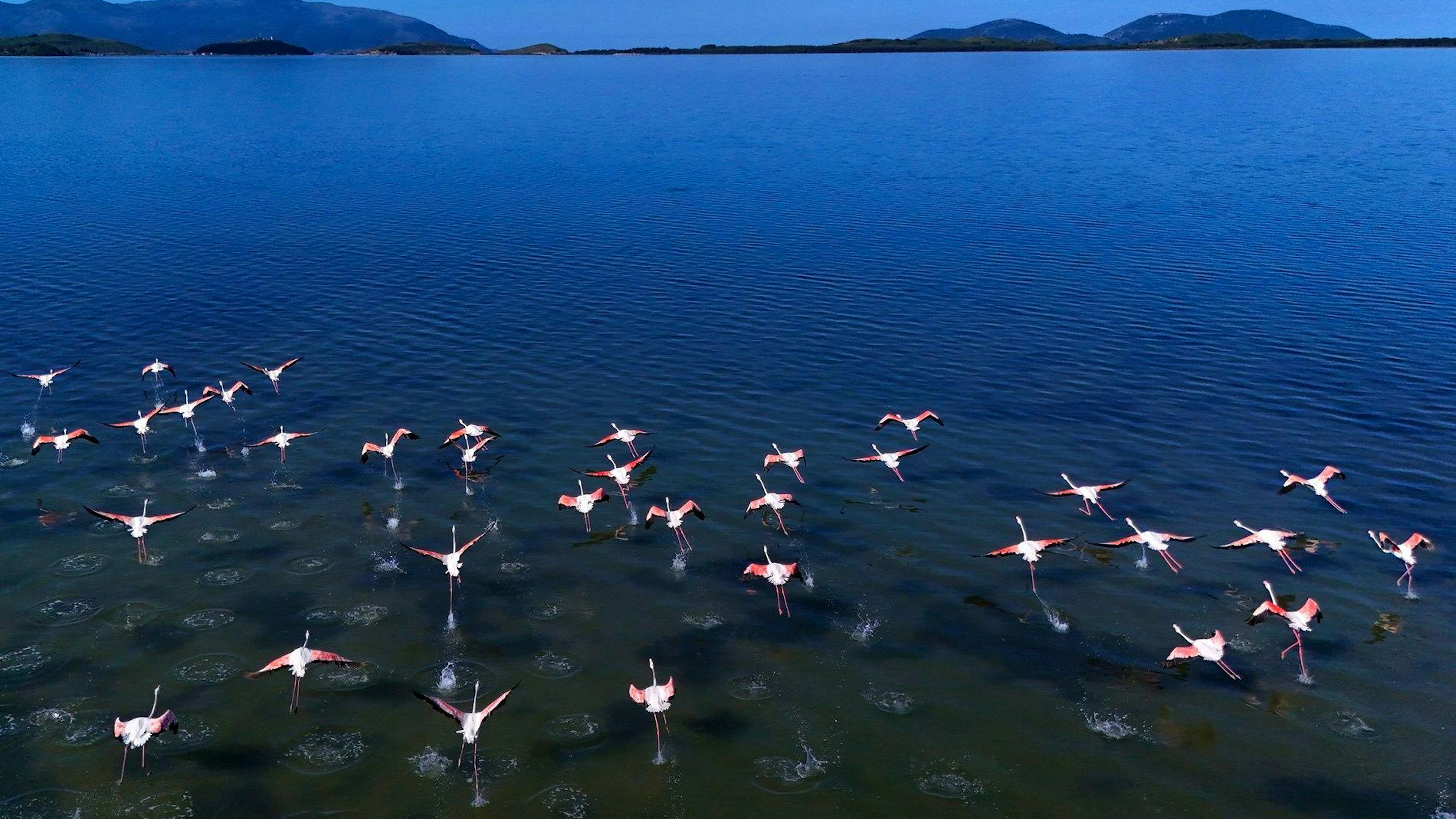 Flamingos über der Narta-Lagune.