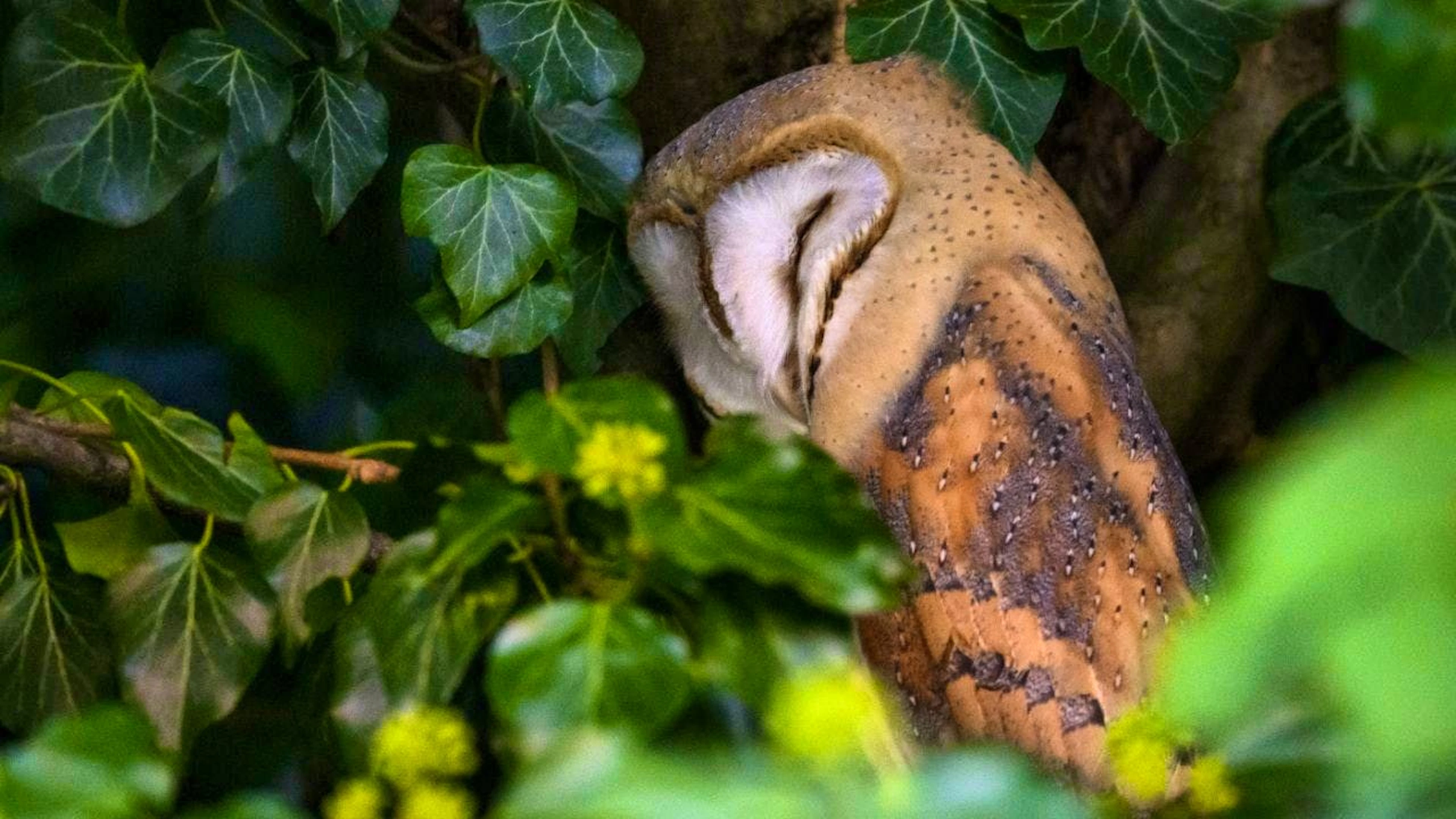 Not all barn owls are snow-white. The color palette ranges from reddish-brown to white - with surprising consequences for hunting in the moonlight. (archive picture)