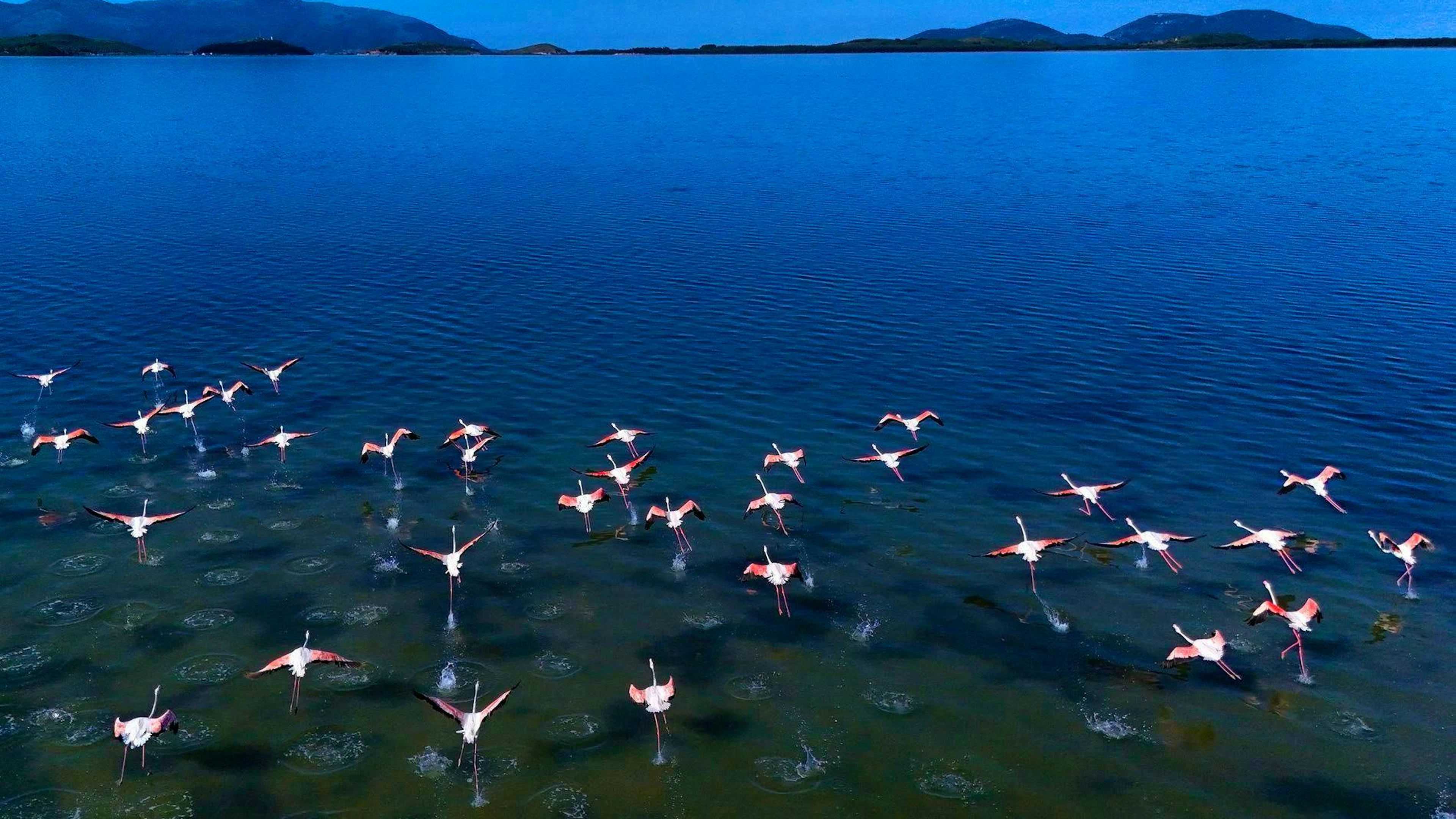 Des flamants roses au-dessus de la lagune de Narta.