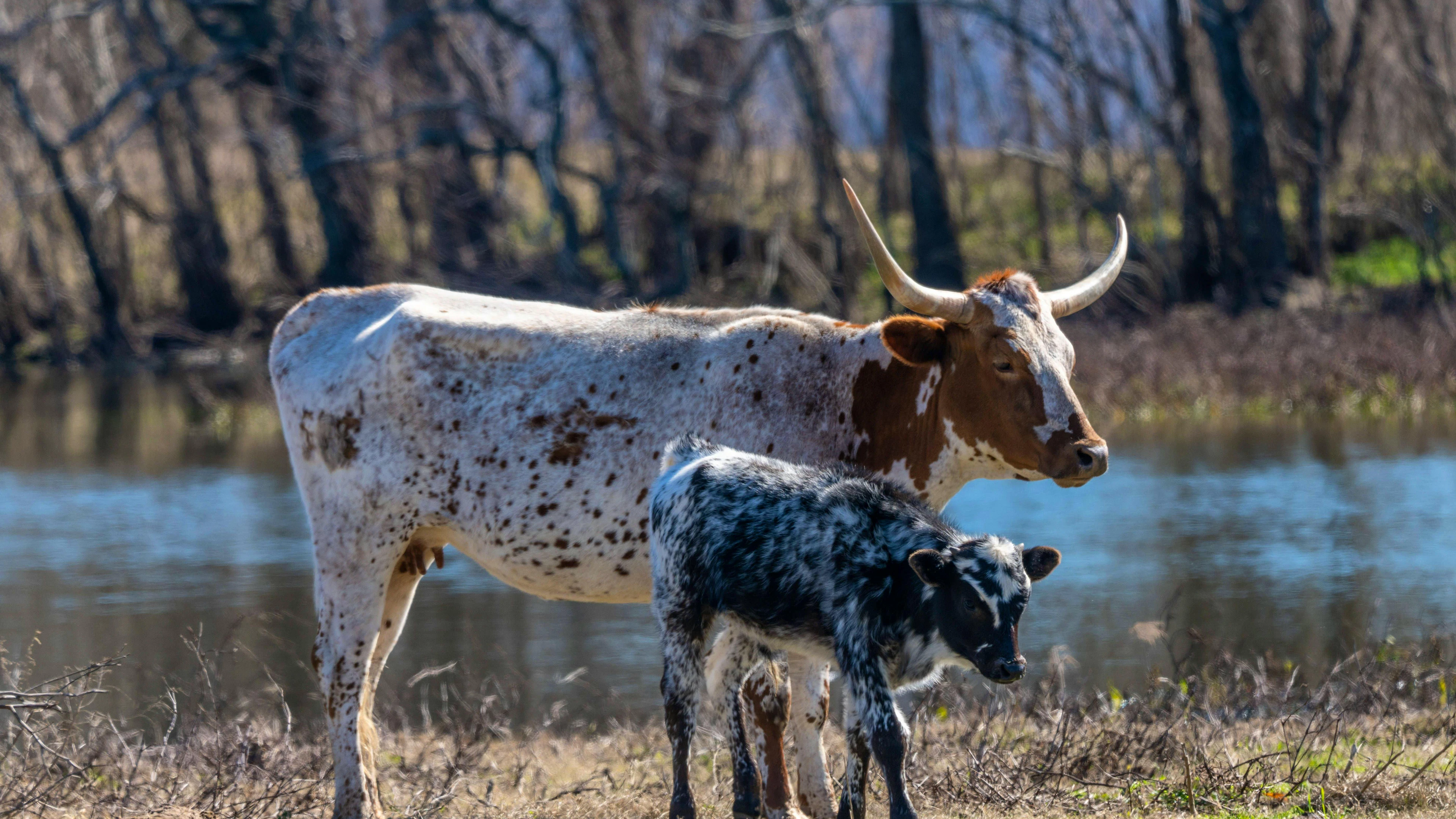 Die Schraubenwurmfliege wurde unter anderem bei einem Kalb in Texas nachgewiesen.