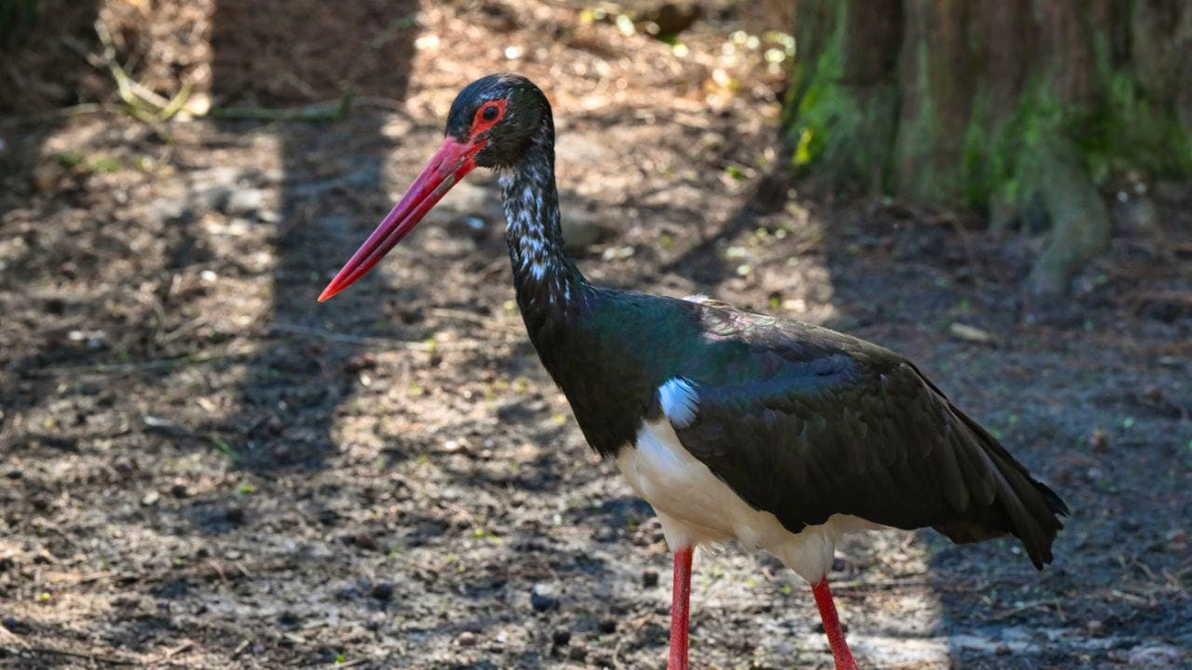 Der Schwarzstorch, hier in einem Zoogehege, ist ein scheuer Waldbewohner. (Symbolbild)