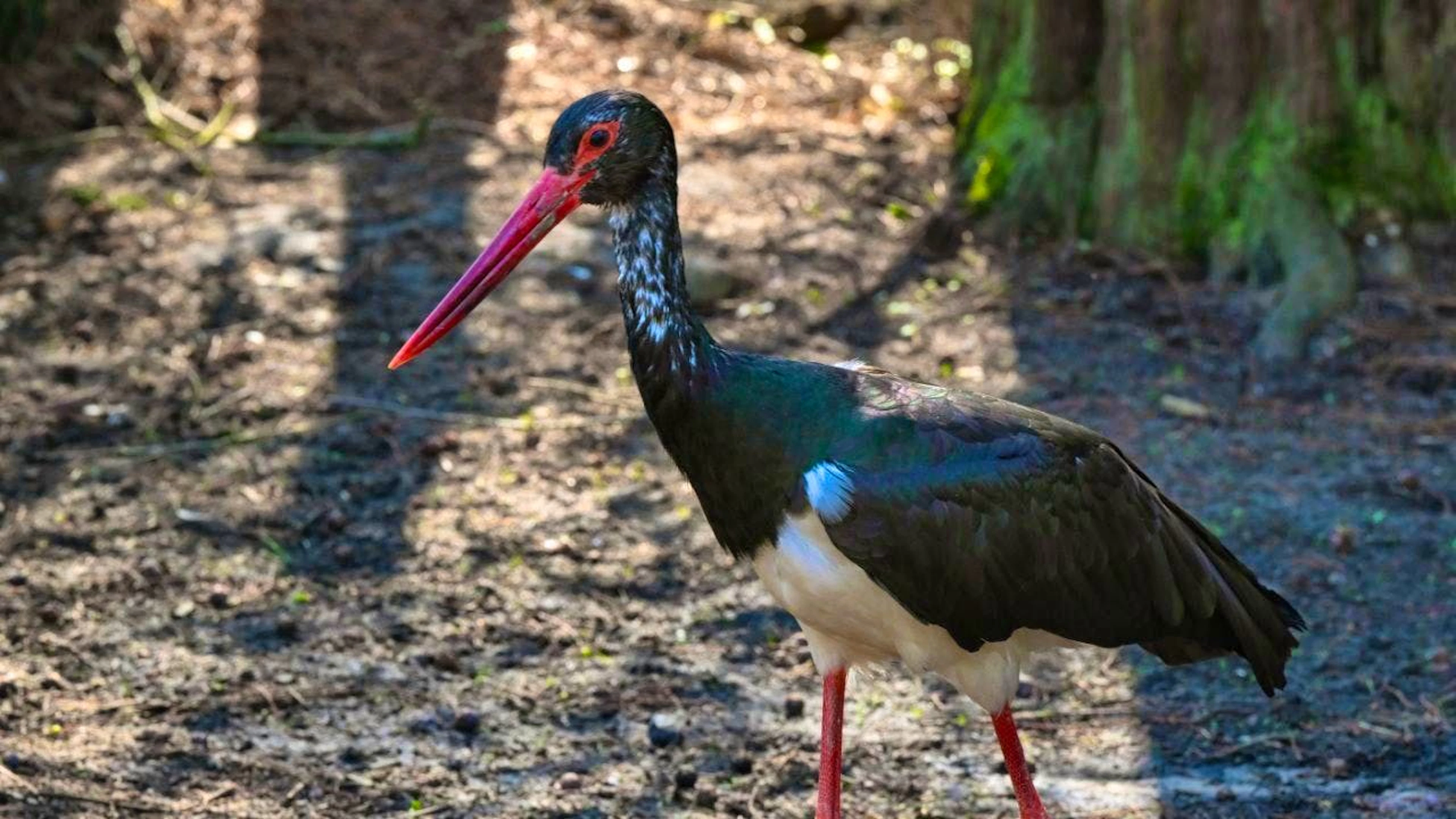 The black stork, here in a zoo enclosure, is a shy forest dweller. (symbolic image)