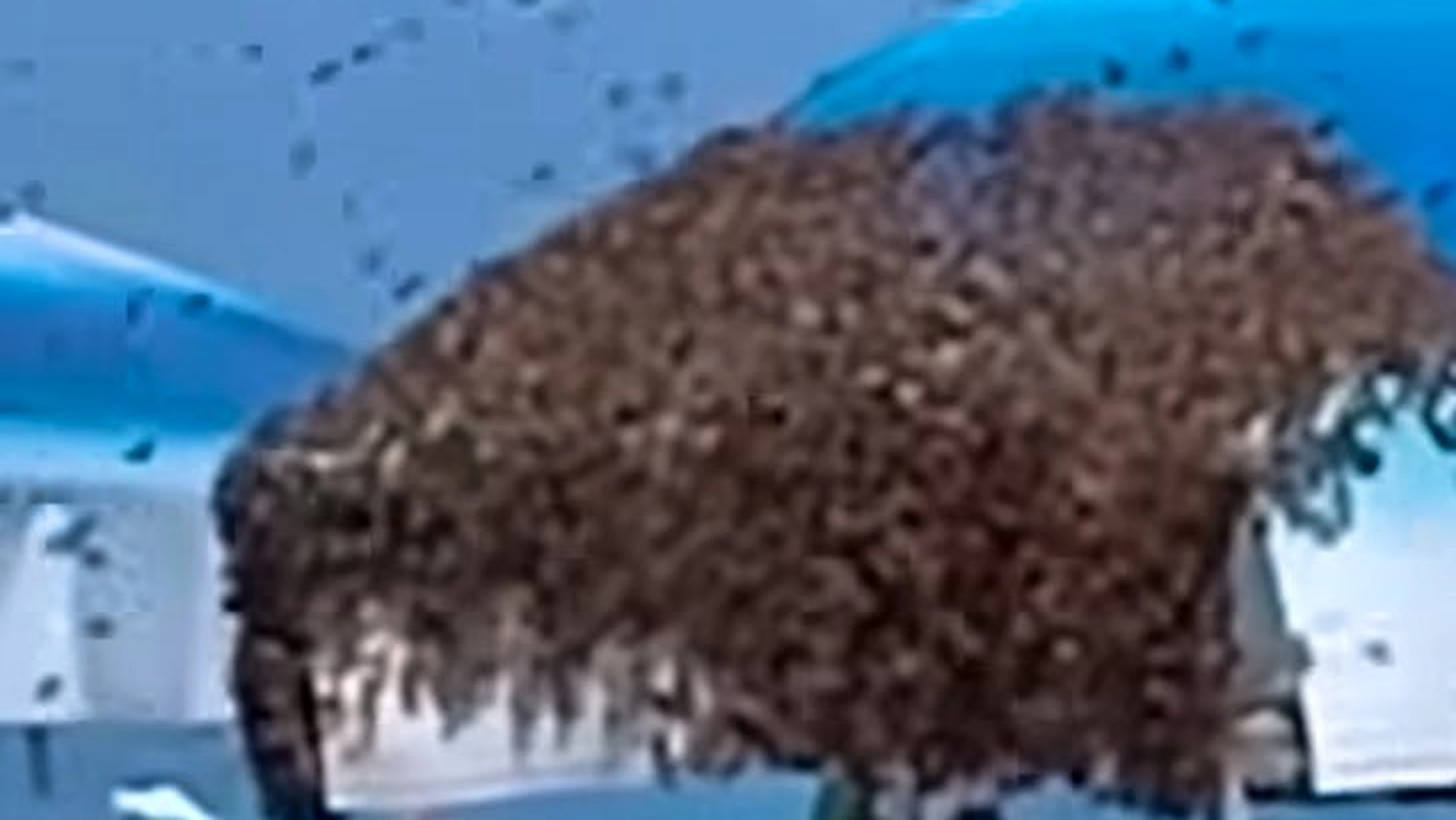 Auf dem Sonnenschirm sitzt plötzlich ein gigantischer Bienenschwarm.