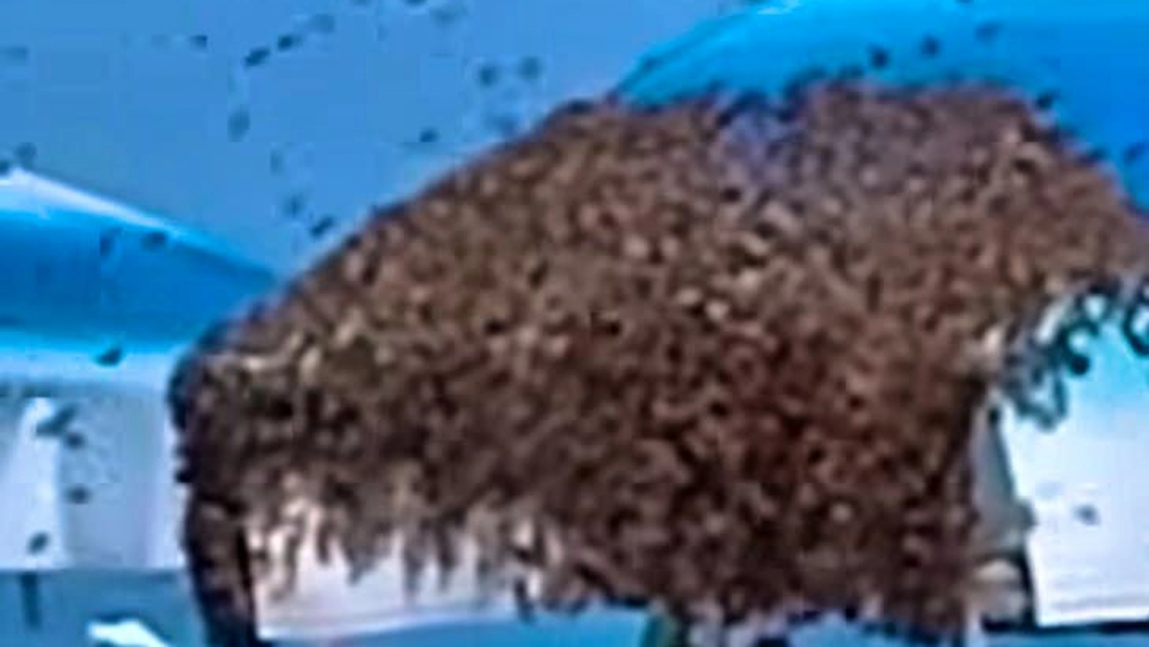 A gigantic swarm of bees suddenly sits on the parasol.