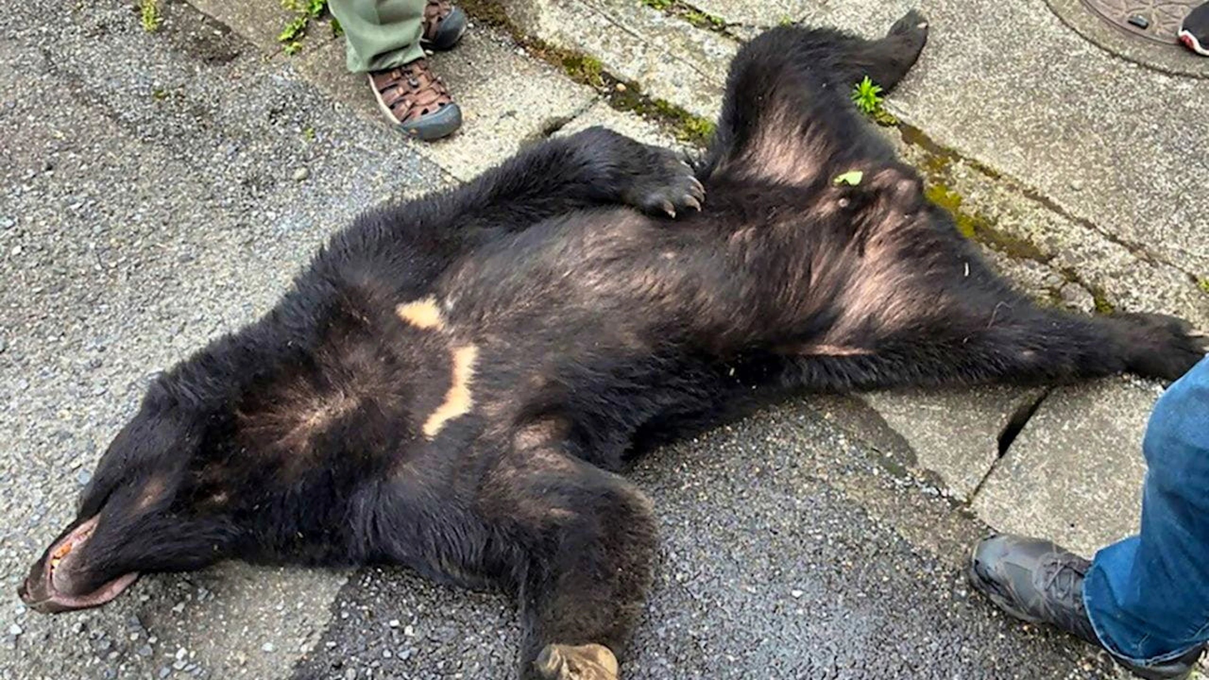 Le autorità ritengono che l'orso catturato sia lo stesso che era stato avvistato più volte nella zona a partire da sabato, costringendo alla chiusura di tutte le scuole.