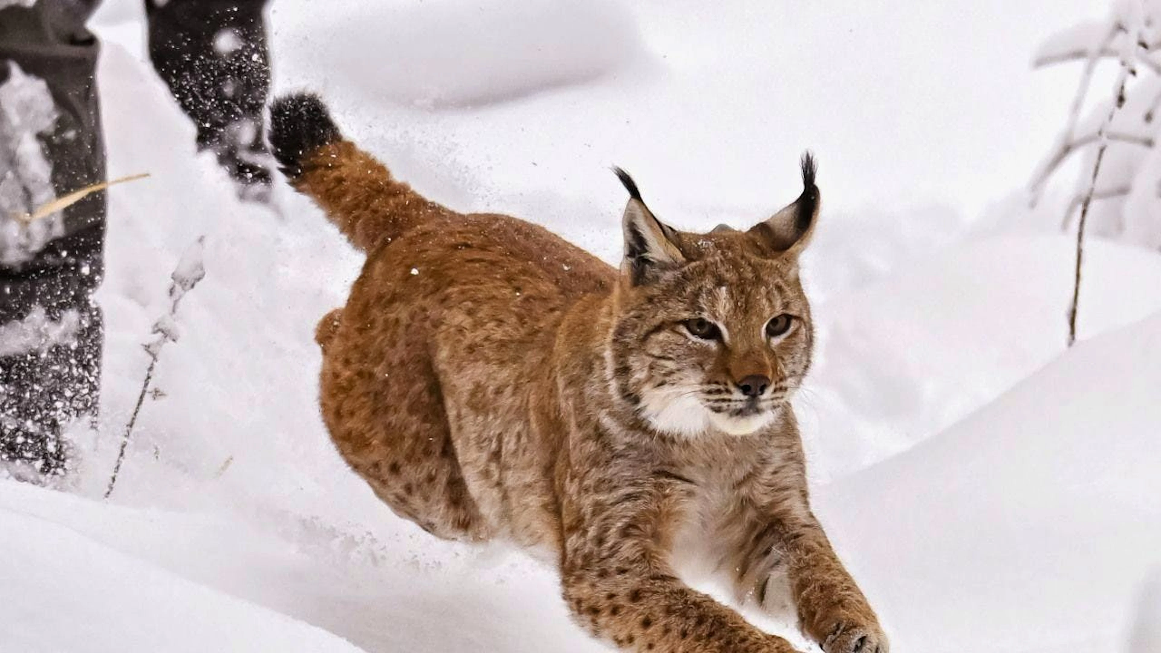 Tra Alpi e Giura si contano circa 360 esemplari di lince. (Foto d'archivio)