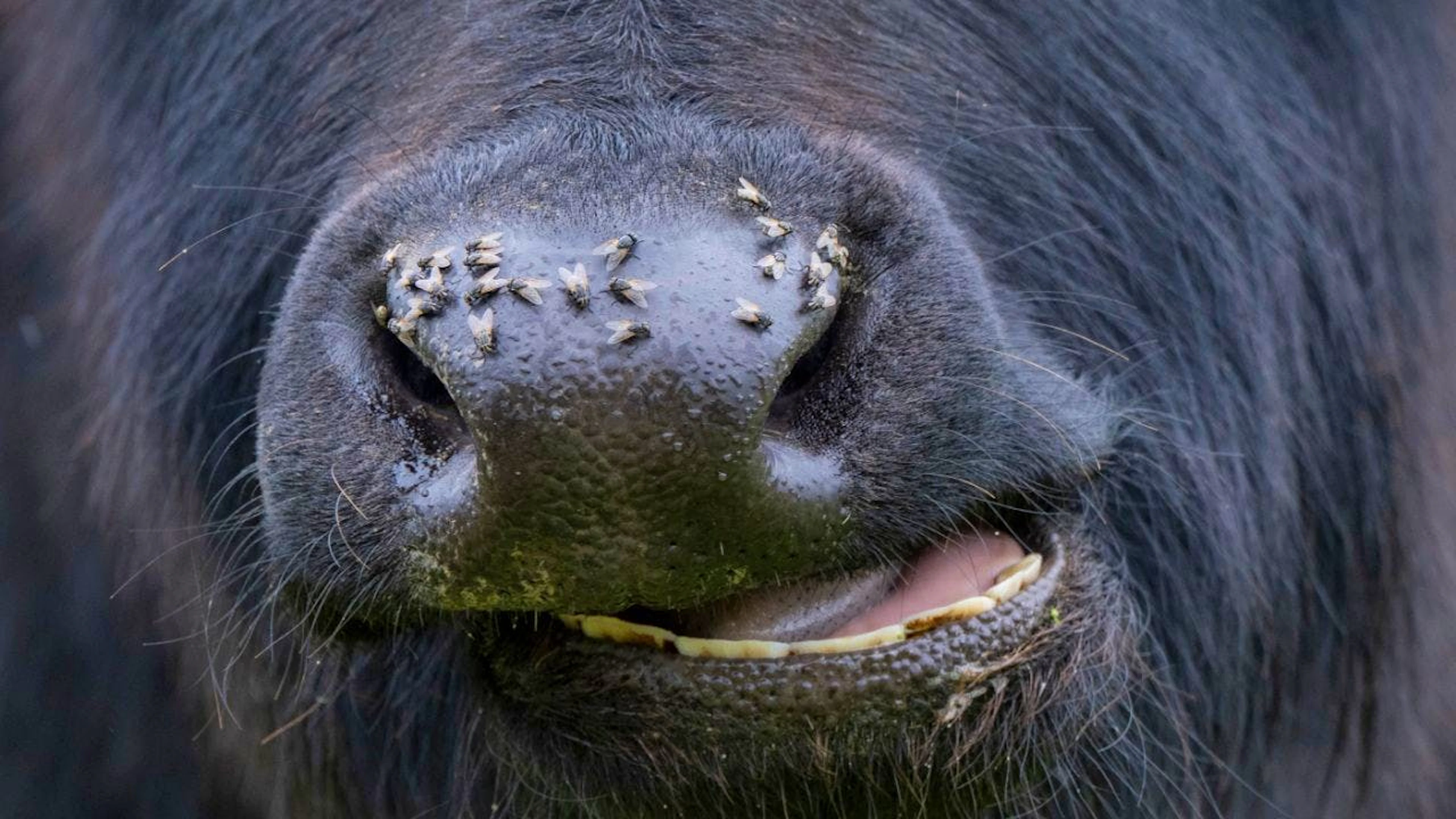 Ob Insekt oder Säugetier: Der Rhythmus der Sprache der Tiere ist laut einer neuen Studie überraschend ähnlich. (Symbolbild)