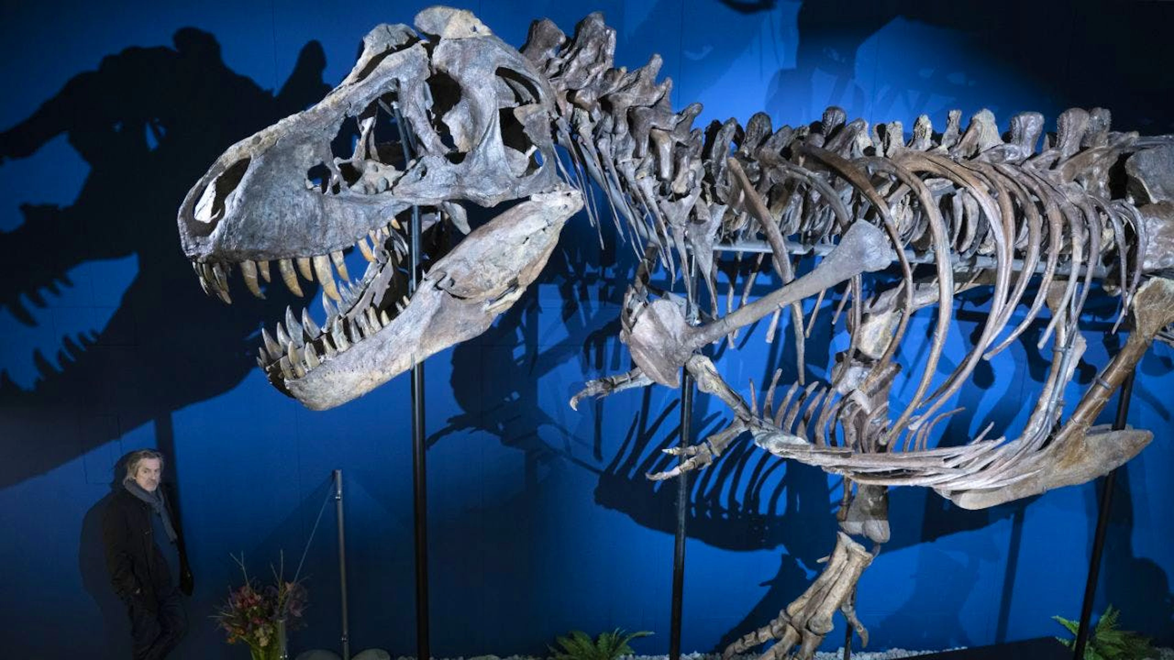 Das Gerippe eines T-Rex- Sauriers im Aathal Dinosaurier Museum in der Schweiz (2024). Eine Tasche aus angeblich aus T-Rex-Kollagenzellen hergestellter T-Rex-Haut konnte bei einer Auktion in Paris keine Abnehmer finden