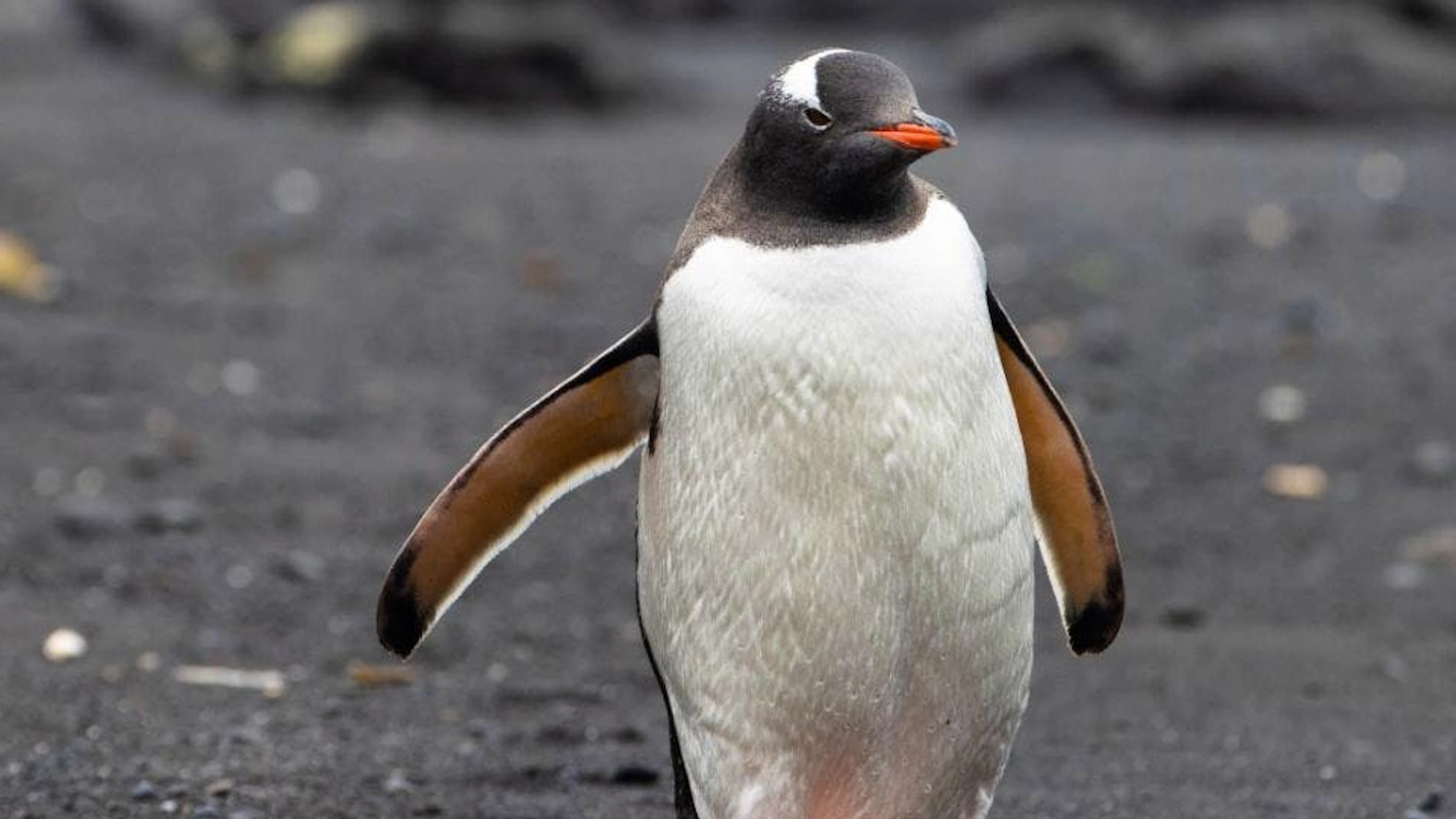 L'Antarctique a connu des températures records début juin, jusqu'à 20 degrés au-dessus des normales saisonnières (Photo d'illustration).