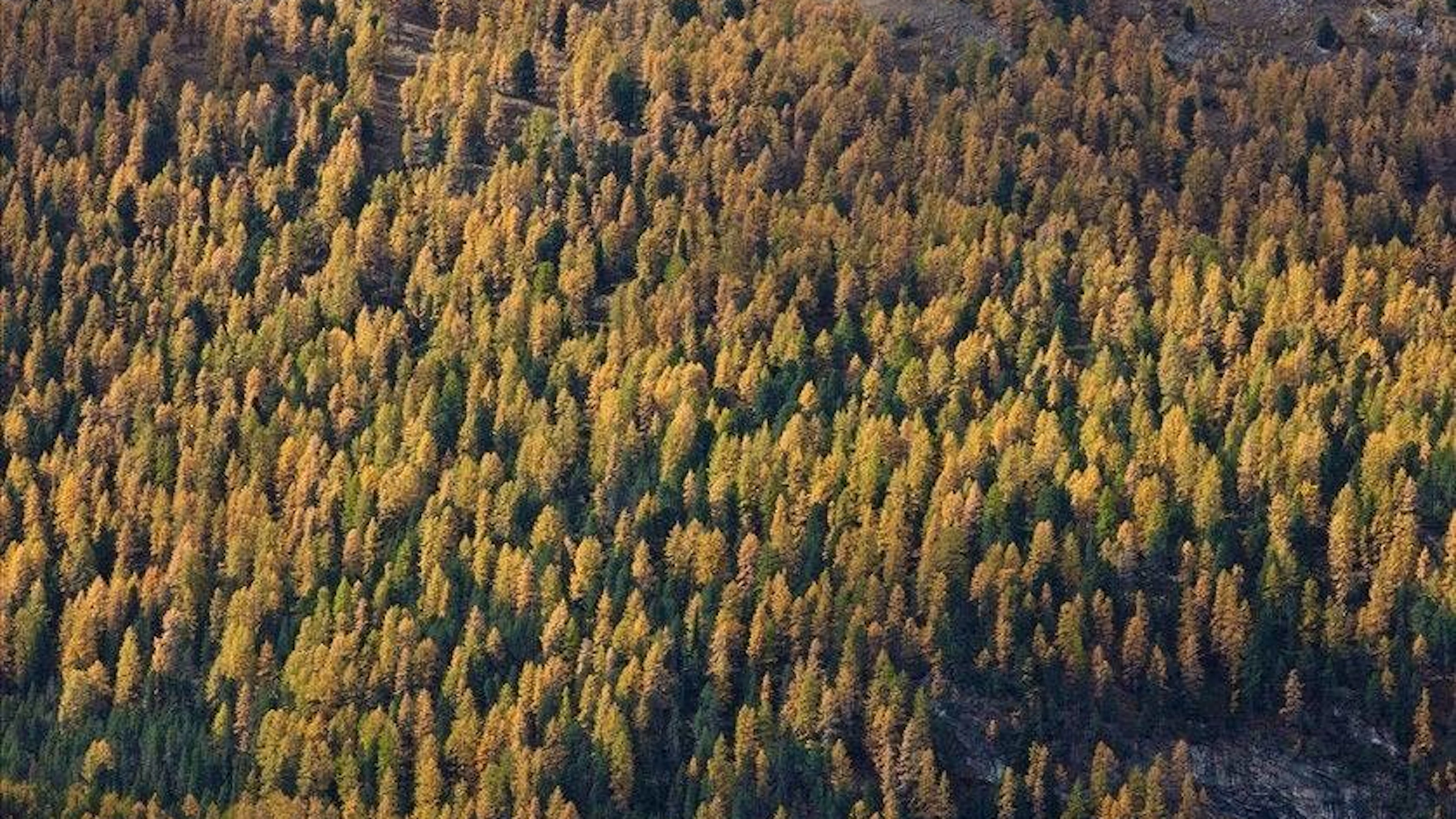 Il Consiglio di Stato ticinese aggiorna il Piano forestale cantonale